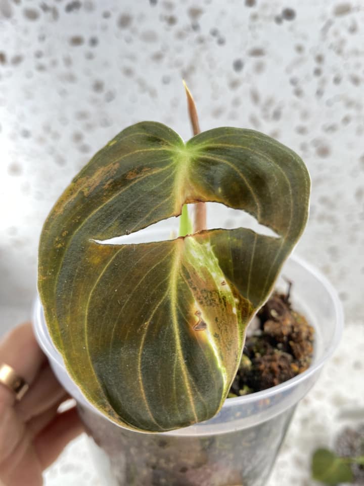 Philodendron Melanochrysum variegated 1 leaf 1 unfurling