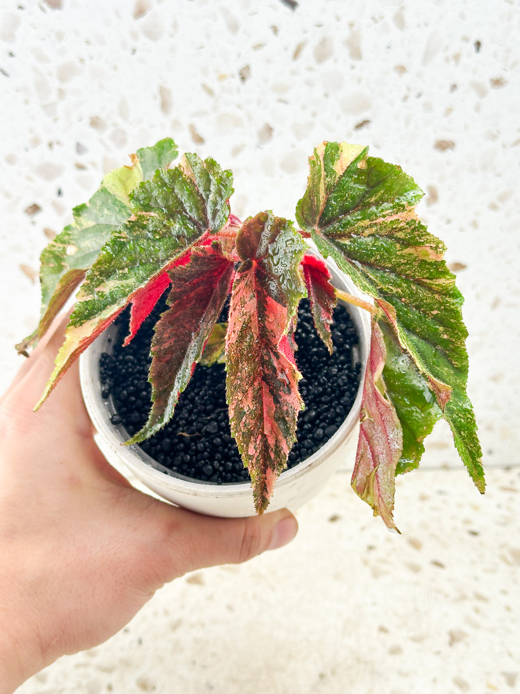 Begonia Ginny Galaxy Mother plant with high colors 2nd day Express shipping for Jeremiah
