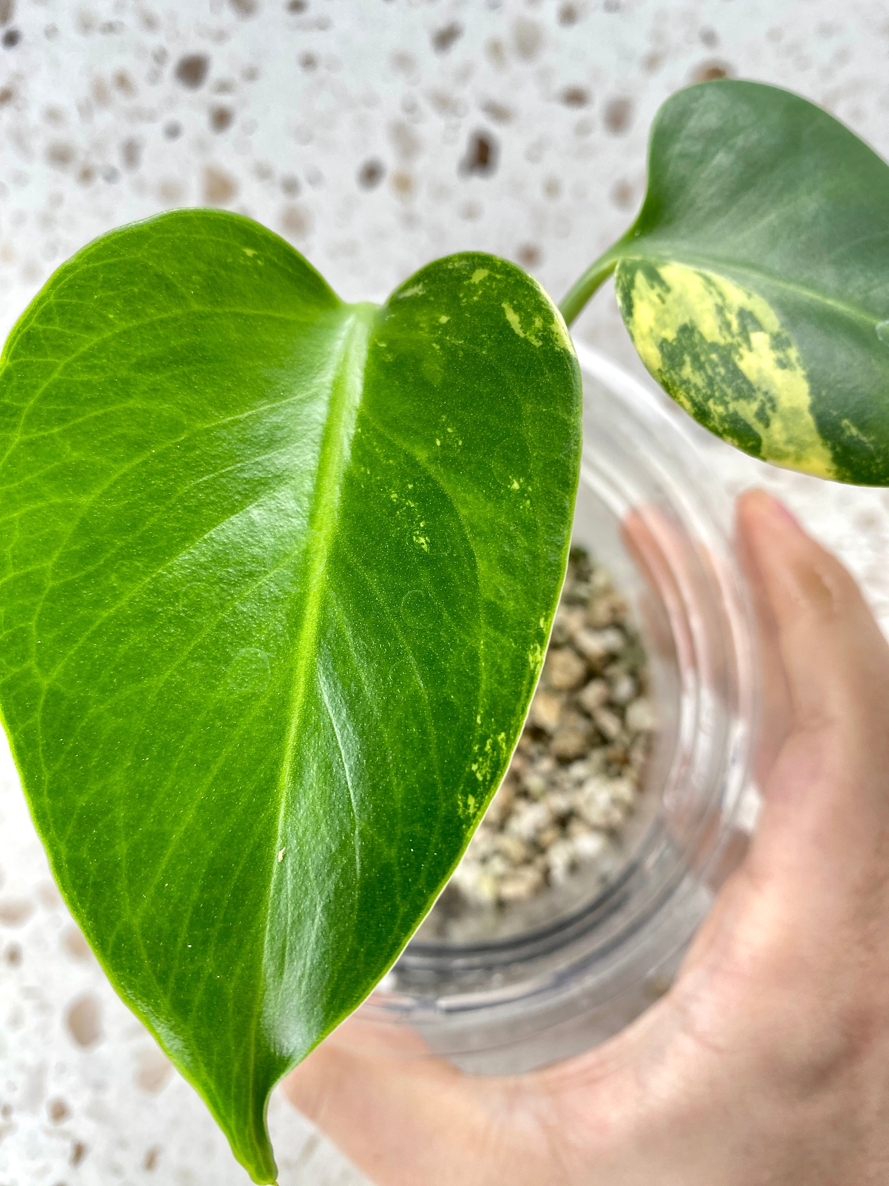 Monstera Aurea Tricolor LARGE FORM 2 leaf plant