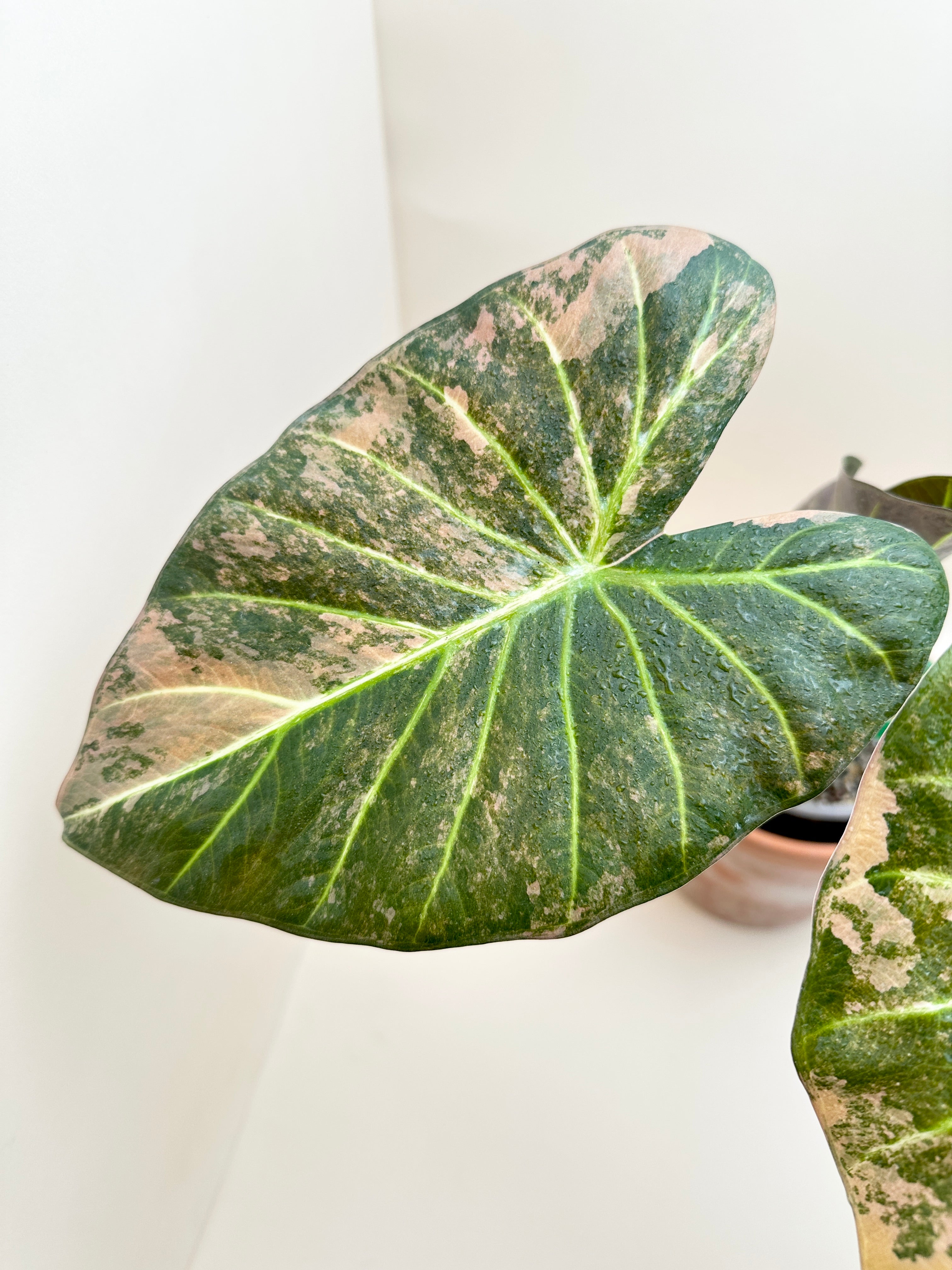Alocasia Regale Shield Aurea Variegated Mother plant Rooted