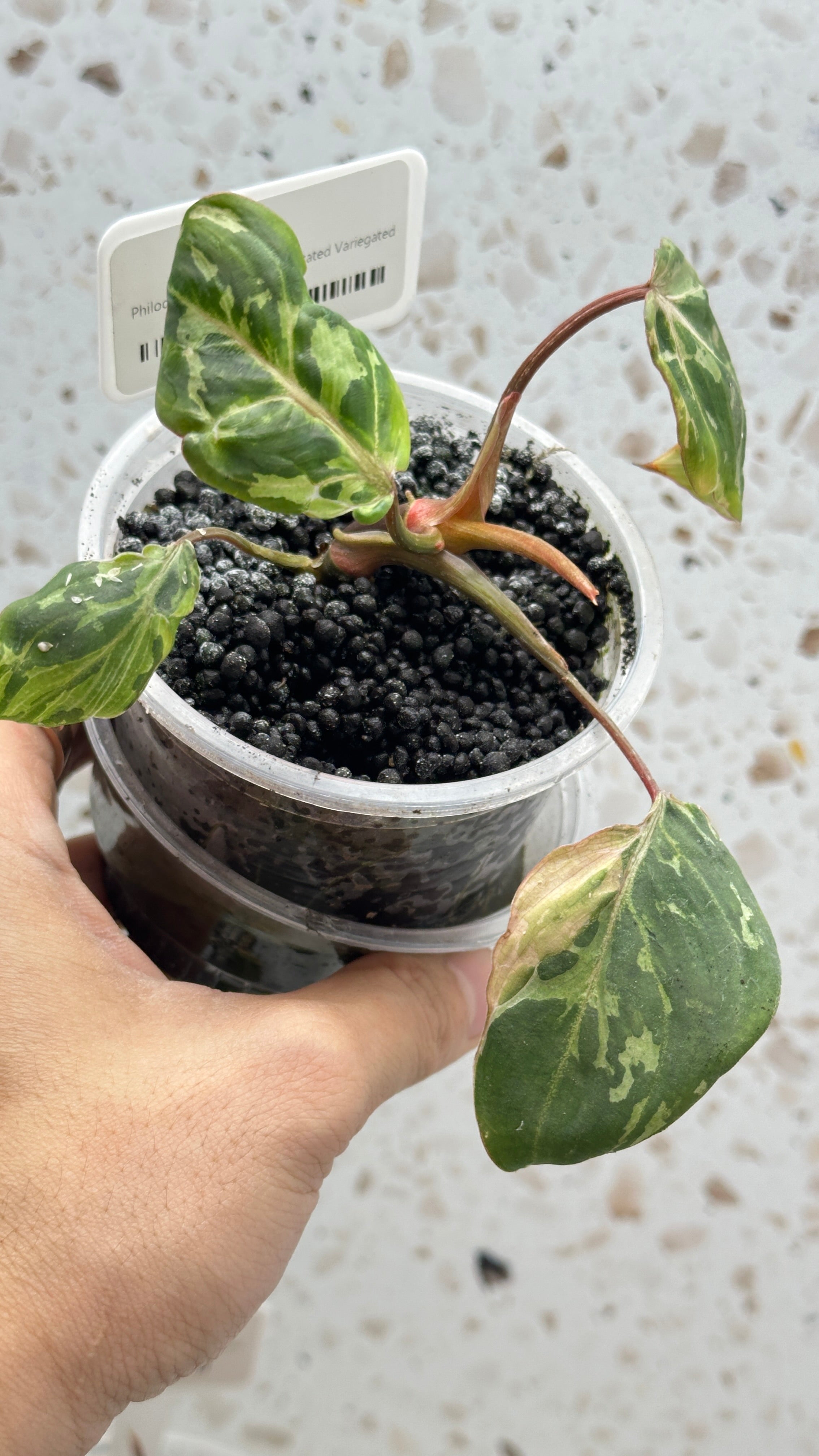 Philodendron Gloriosum Variegated Mutated with sectoral variegation