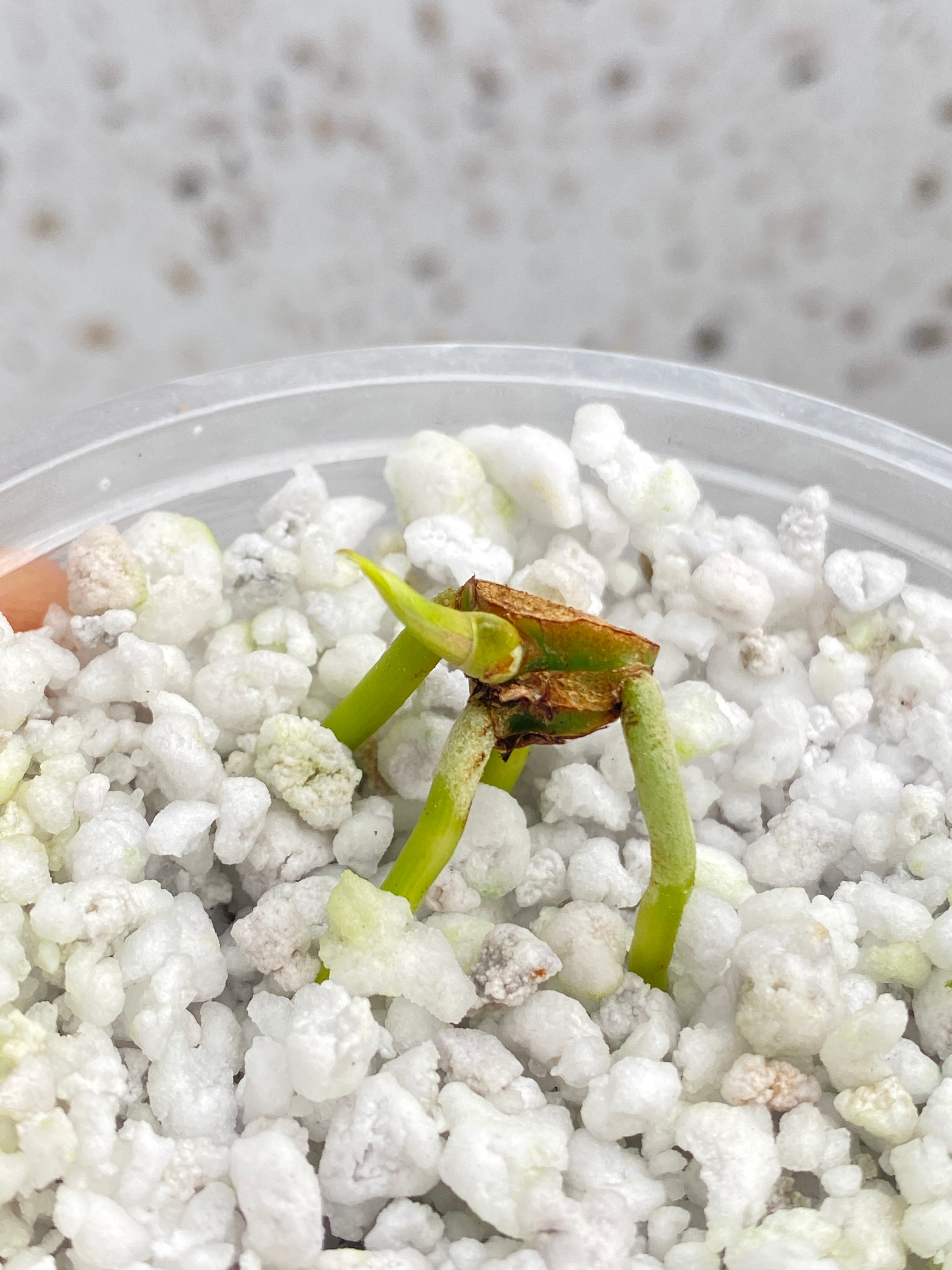 Homalomena Pink Diamond Node