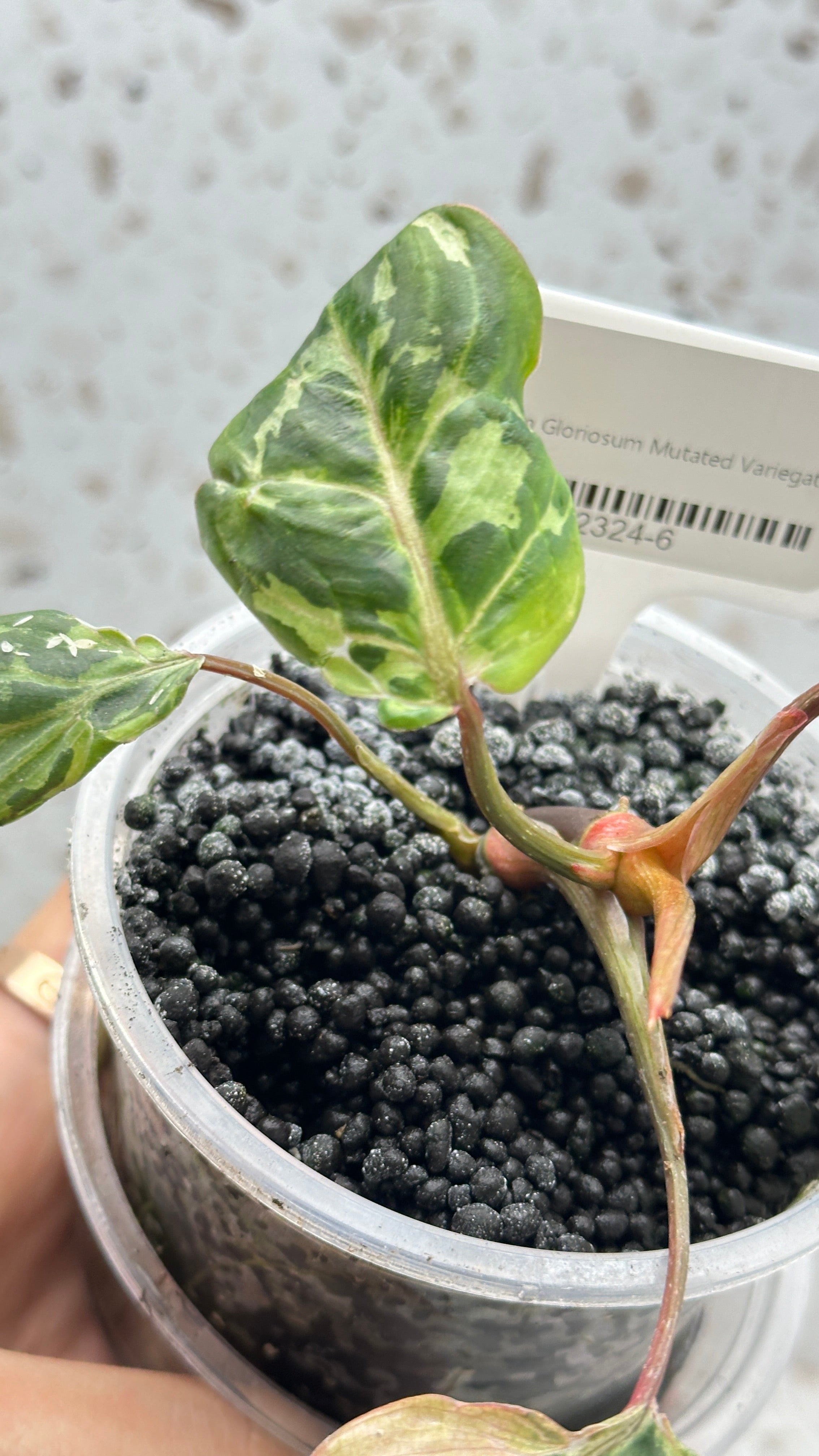 Philodendron Gloriosum Variegated Mutated with sectoral variegation