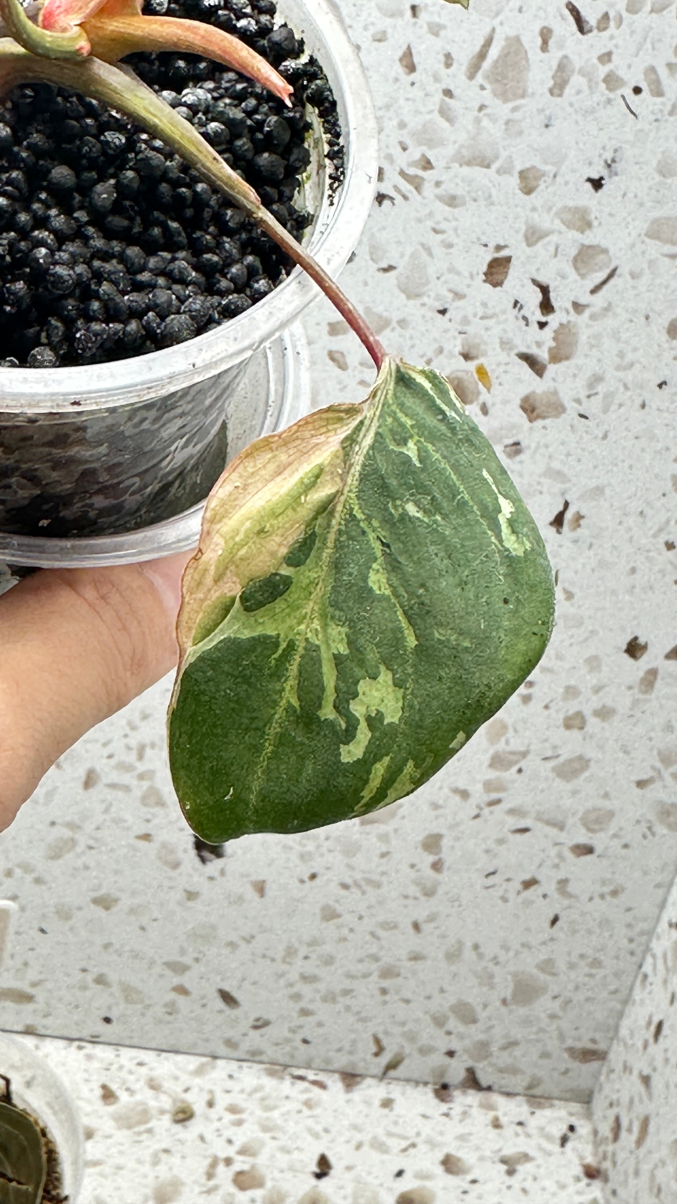 Philodendron Gloriosum Variegated Mutated with sectoral variegation