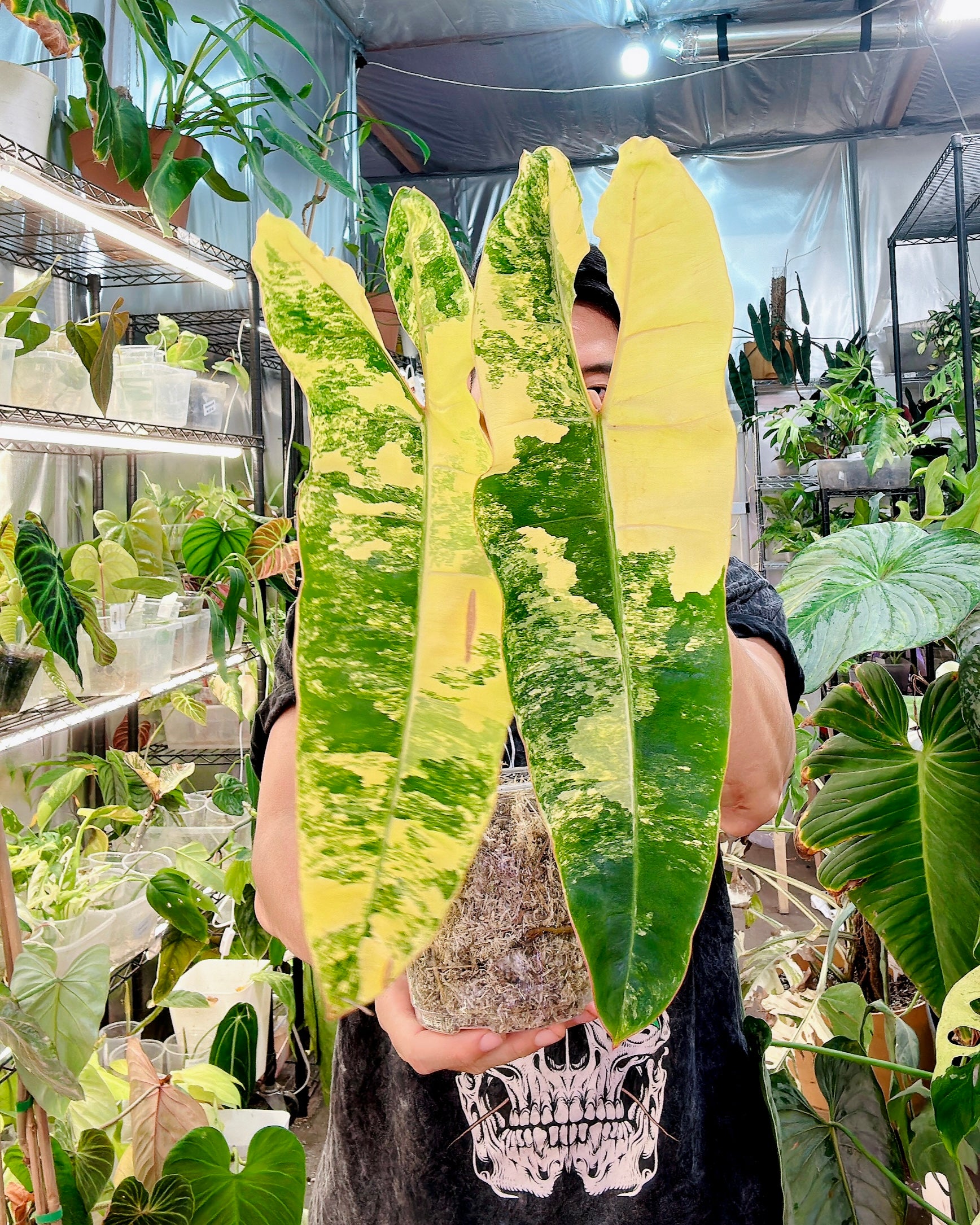 Philodendron Billietiae Variegated 3 big leaves 1 sprout Highly Variegated Top Cutting (rooting)