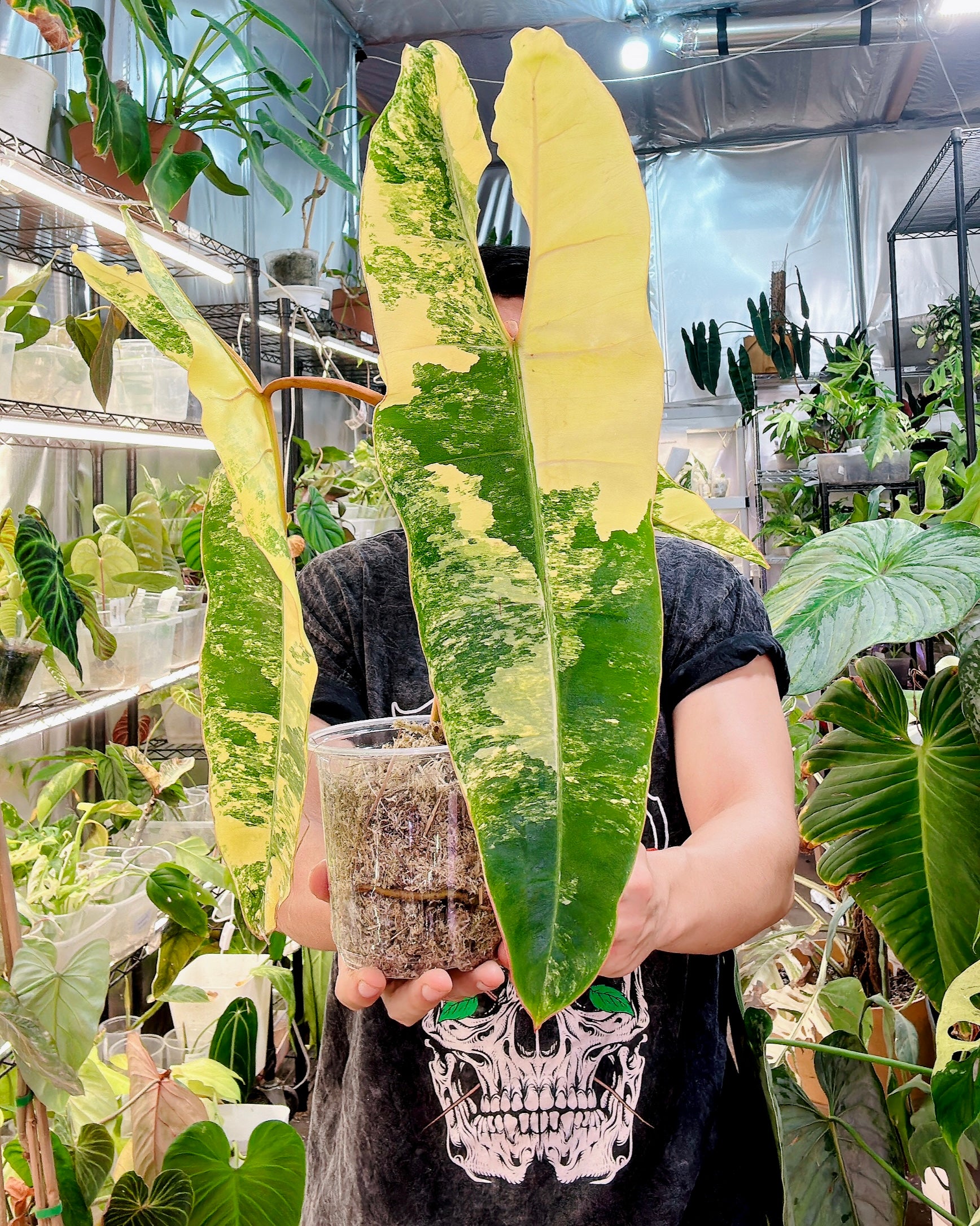 Philodendron Billietiae Variegated 3 big leaves 1 sprout Highly Variegated Top Cutting (rooting)