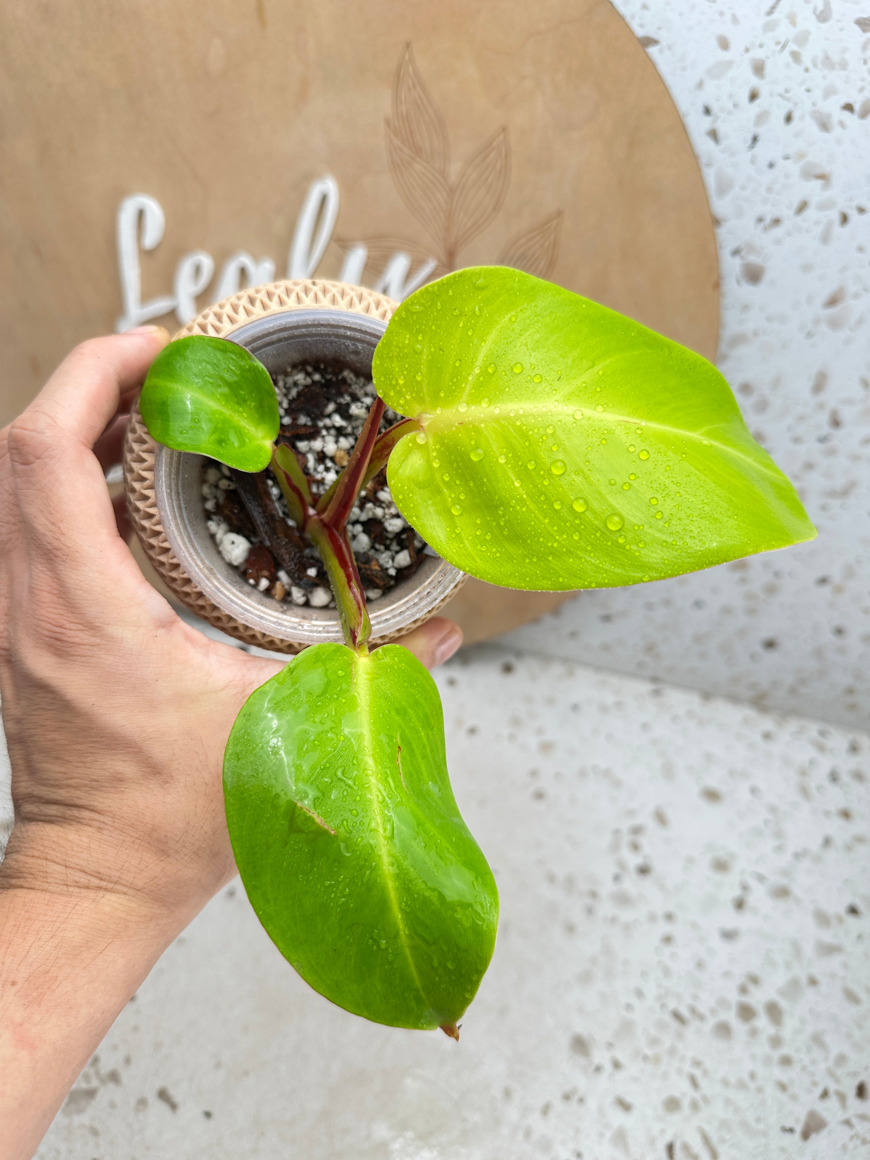 *Philodendron Red Moon Variegated 3 leaves Top Cutting Rooting
