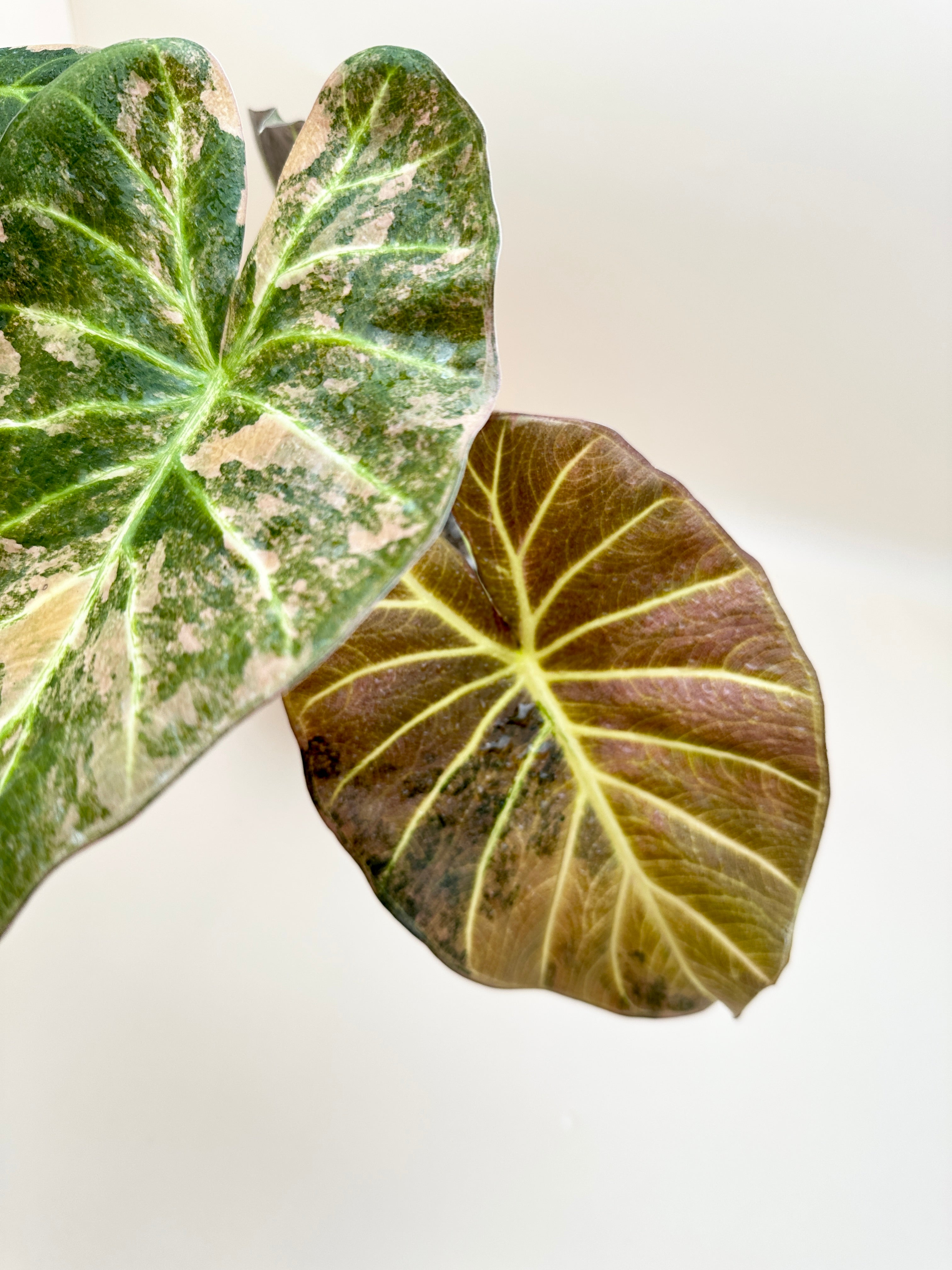 Alocasia Regale Shield Aurea Variegated Mother plant Rooted