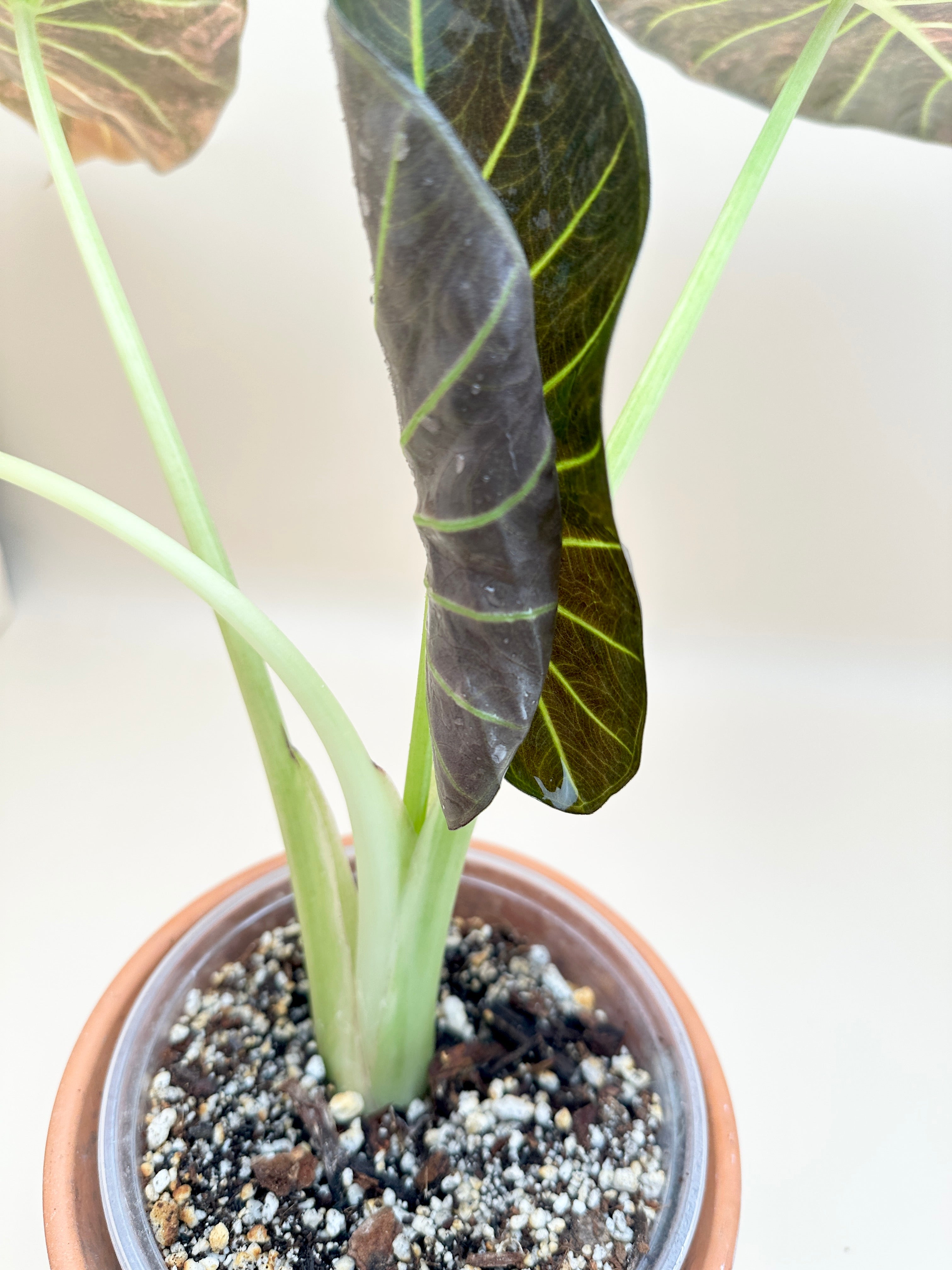 Alocasia Regale Shield Aurea Variegated Mother plant Rooted