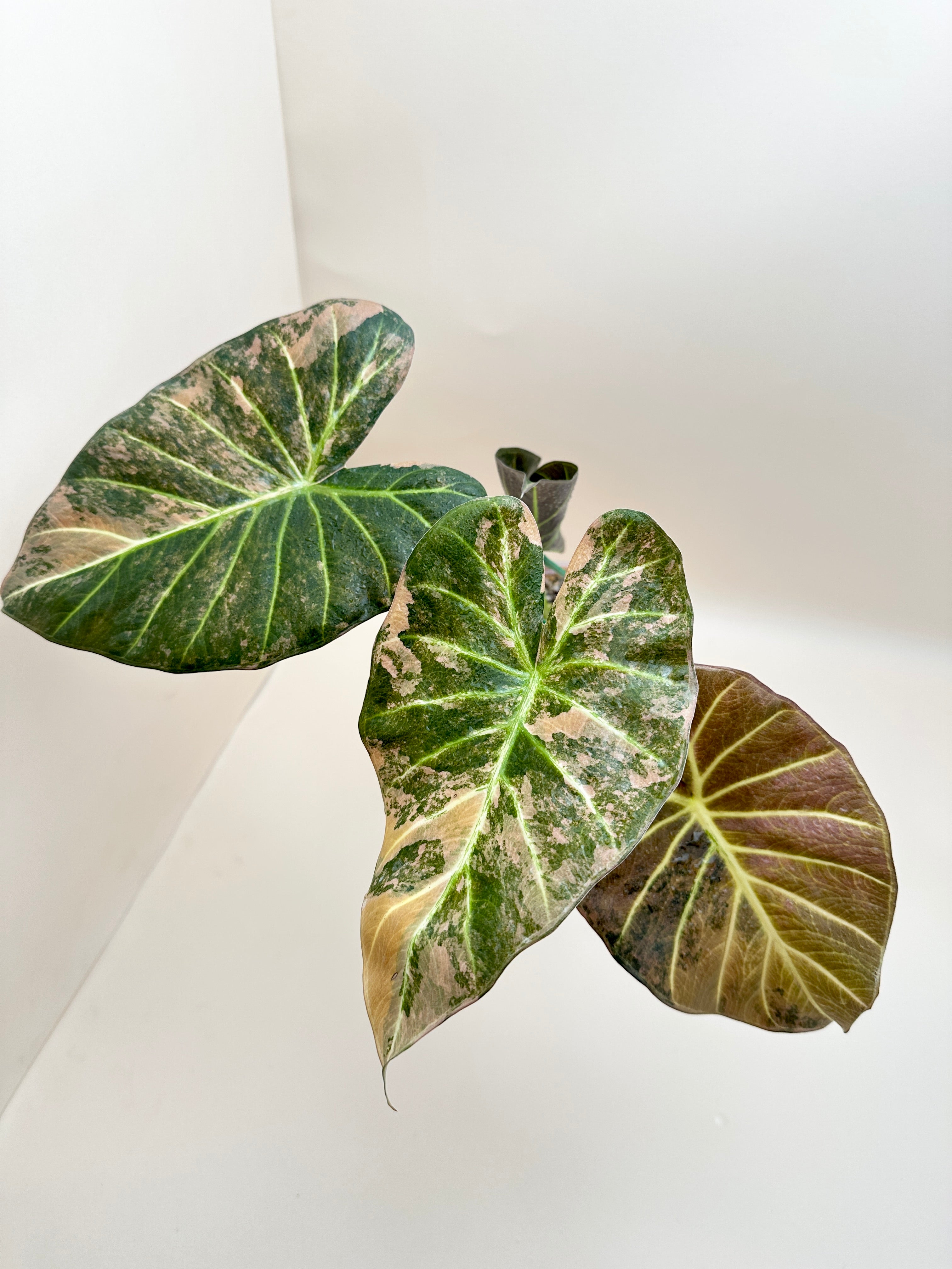 Alocasia Regale Shield Aurea Variegated Mother plant Rooted