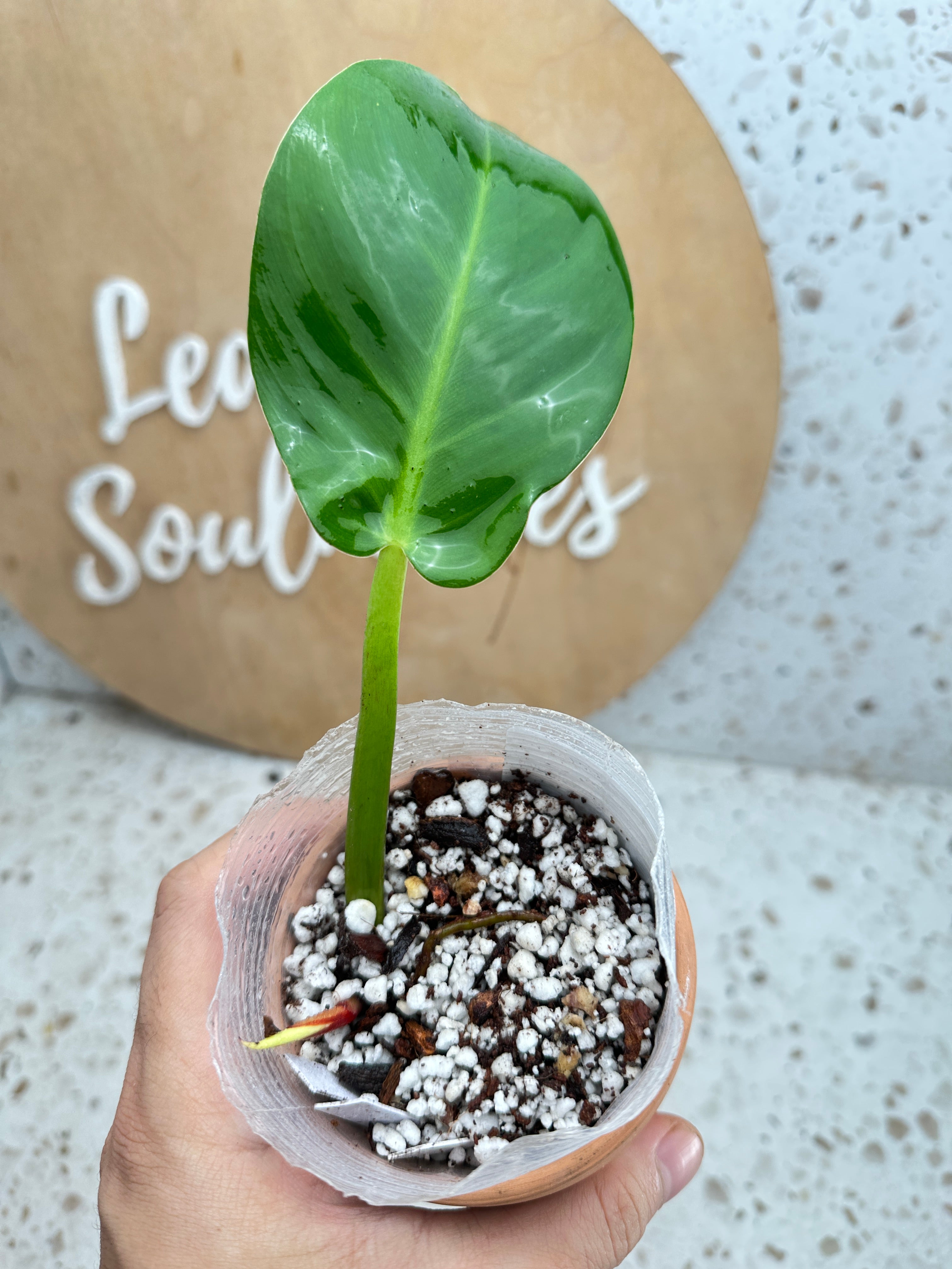 *Philodendron Red Moon Variegated 1 leaf 1 sprout Slightly Rooted