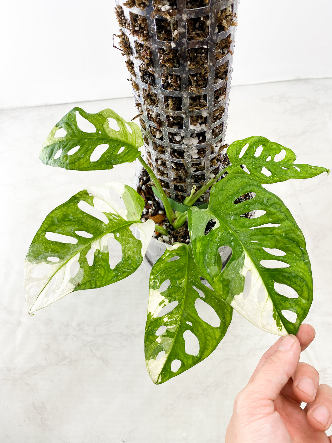 Monstera Adansonii Albo Tricolor node with sprout
