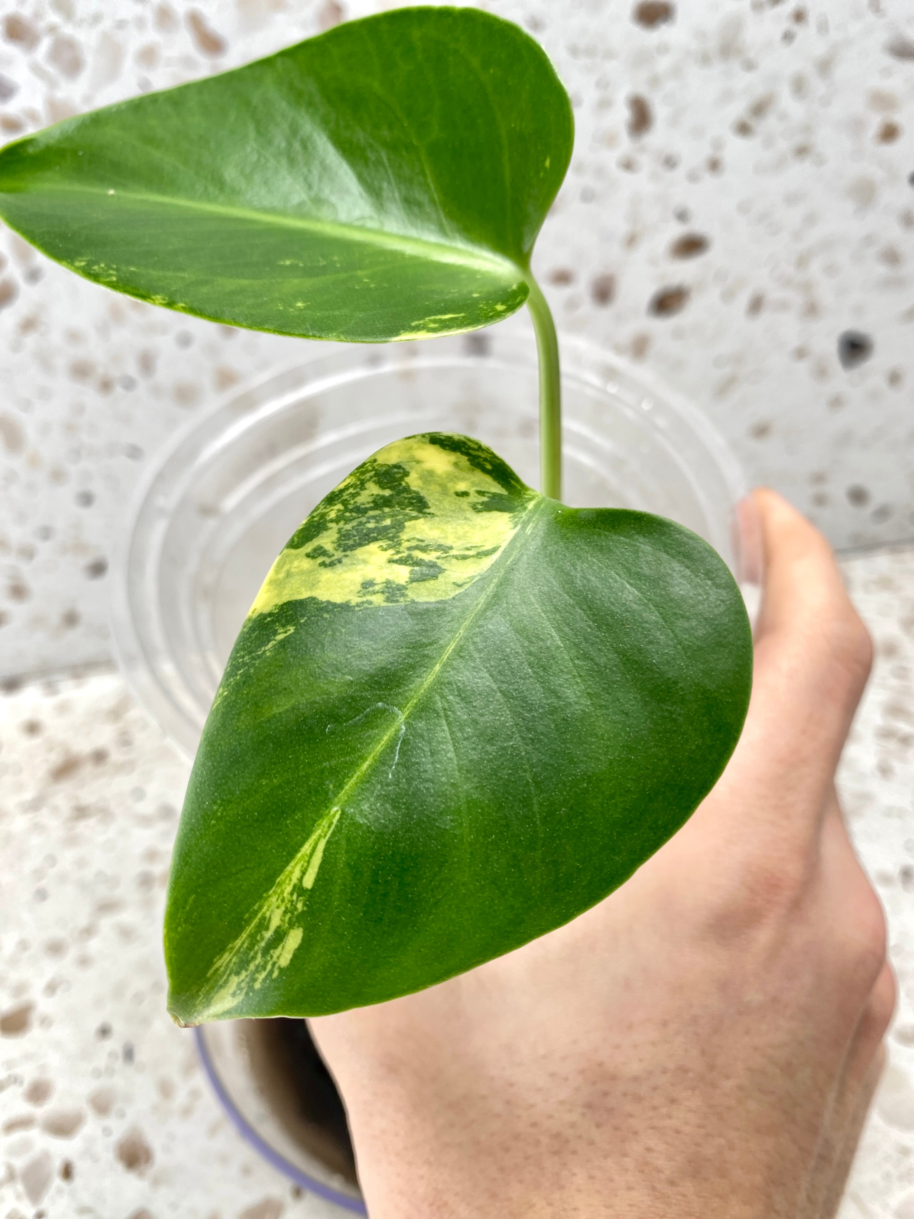 Monstera Aurea Tricolor LARGE FORM 2 leaf plant