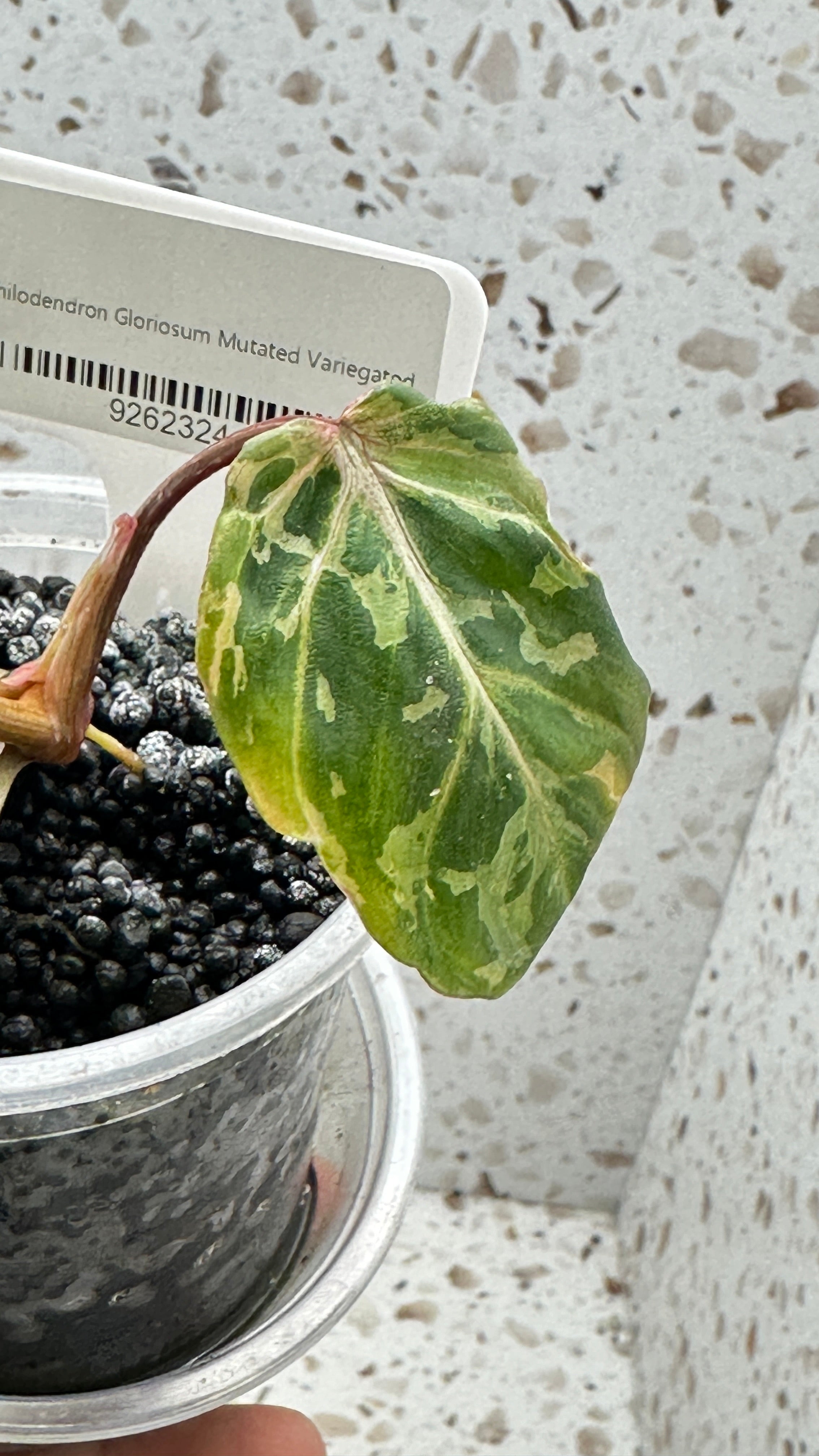 Philodendron Gloriosum Variegated Mutated with sectoral variegation
