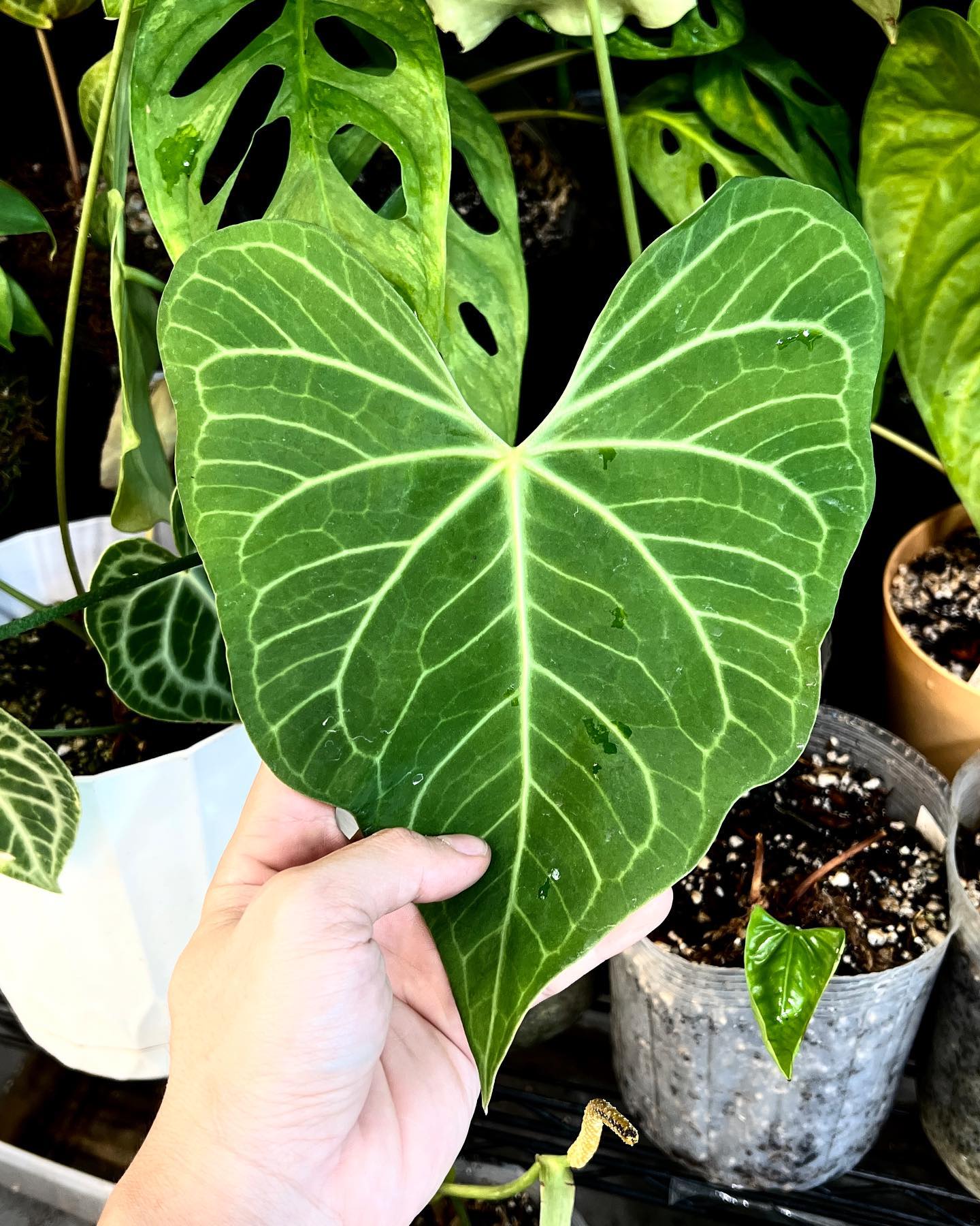 Anthurium Clarinervium x Pedatoradiatum Rooted 2 leaves