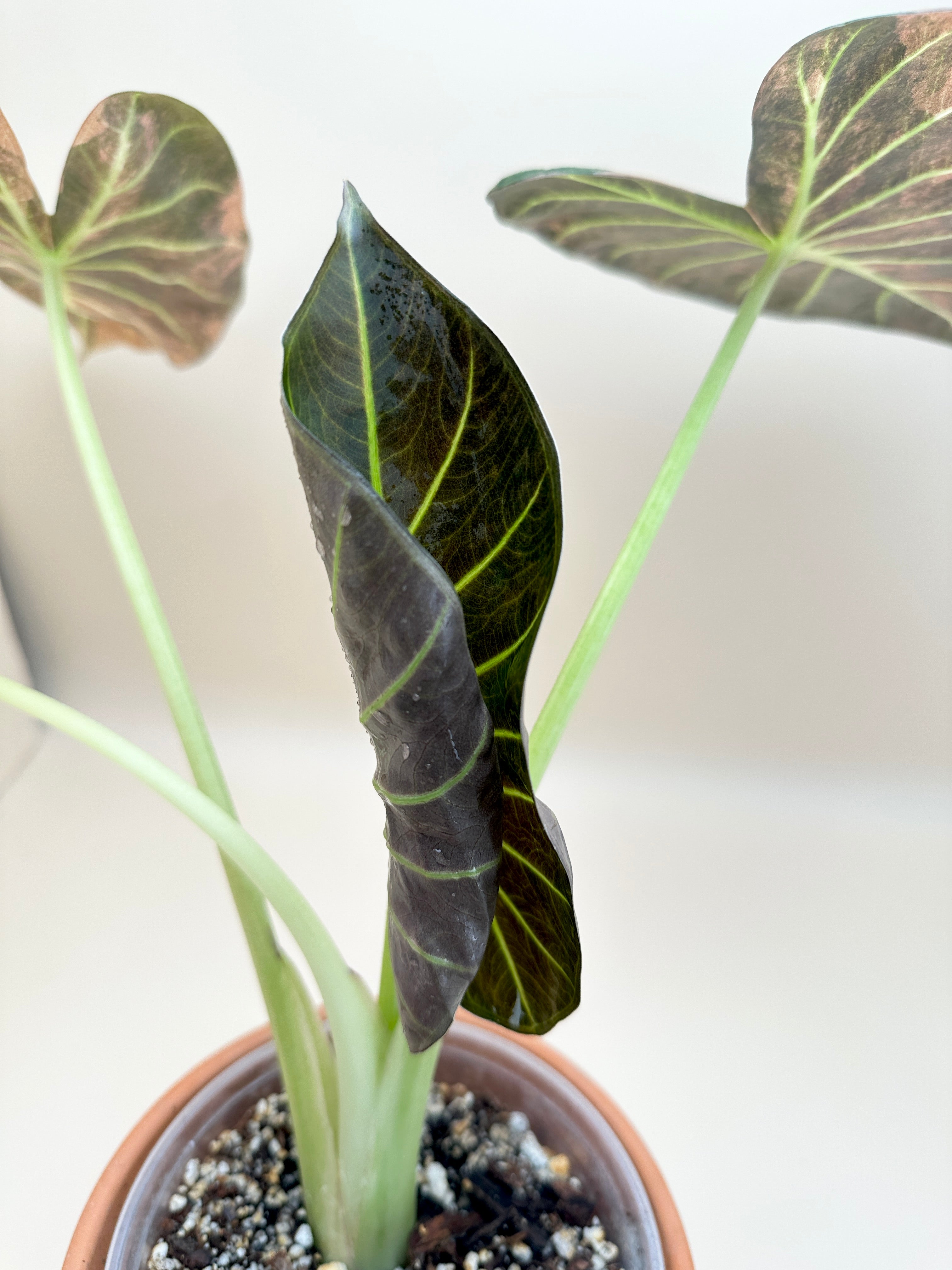 Alocasia Regale Shield Aurea Variegated Mother plant Rooted