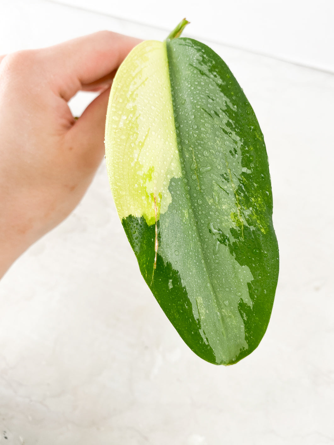 COMBO DEAL: Aglaonema Diamond Bay Variegated and Aglaonema Manila Pride nodes