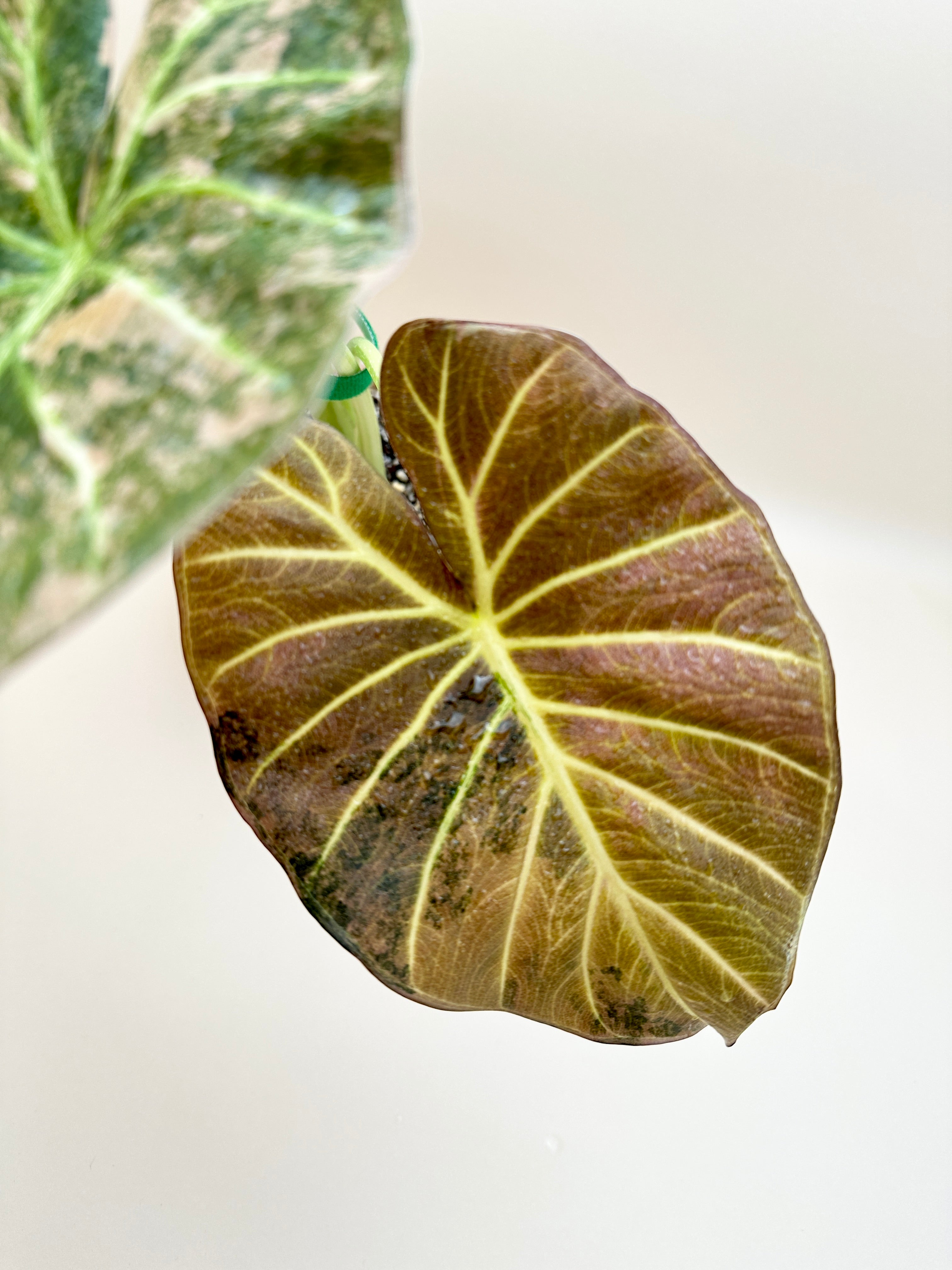 Alocasia Regale Shield Aurea Variegated Mother plant Rooted