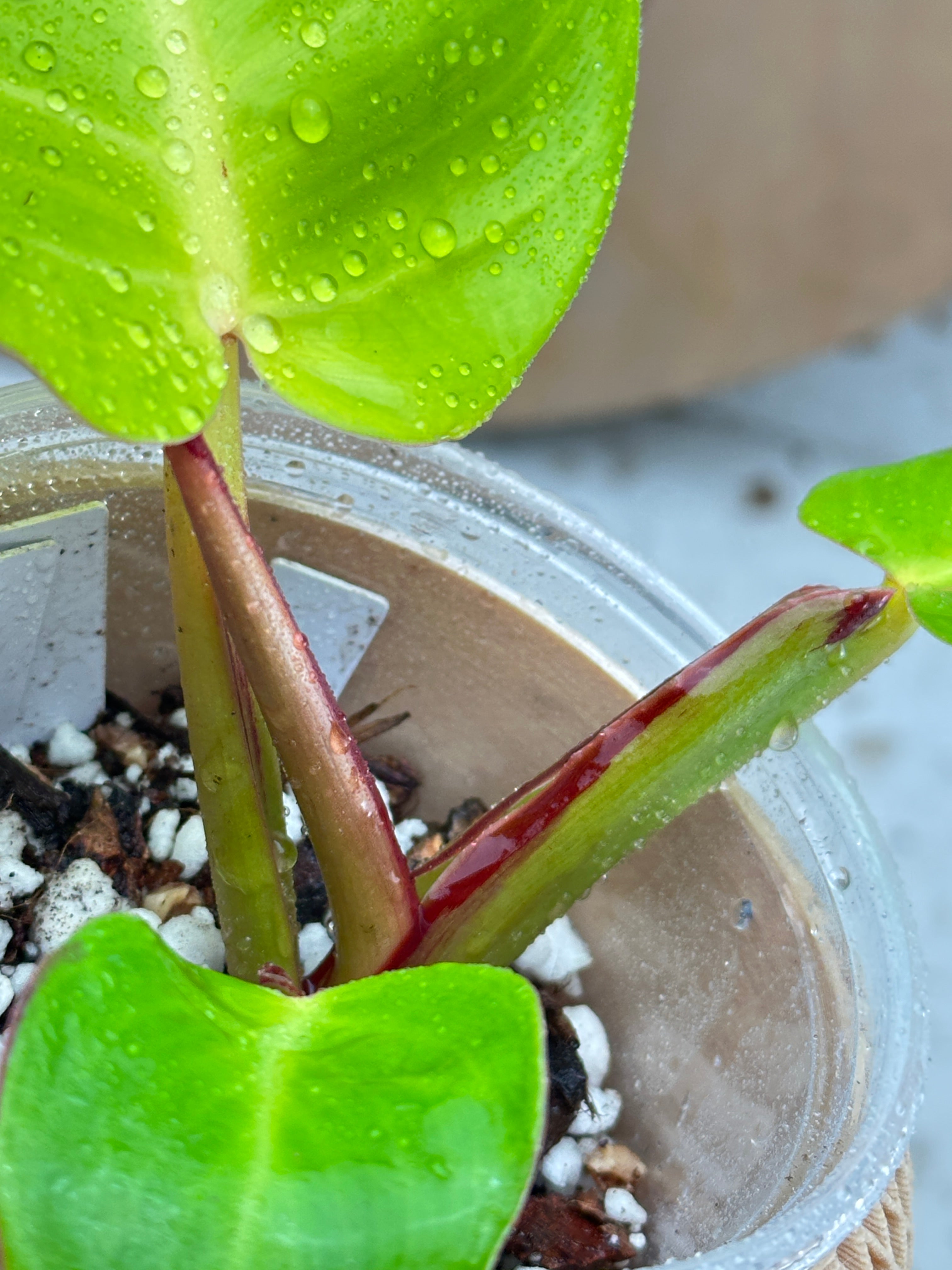 *Philodendron Red Moon Variegated 3 leaves Top Cutting Rooting