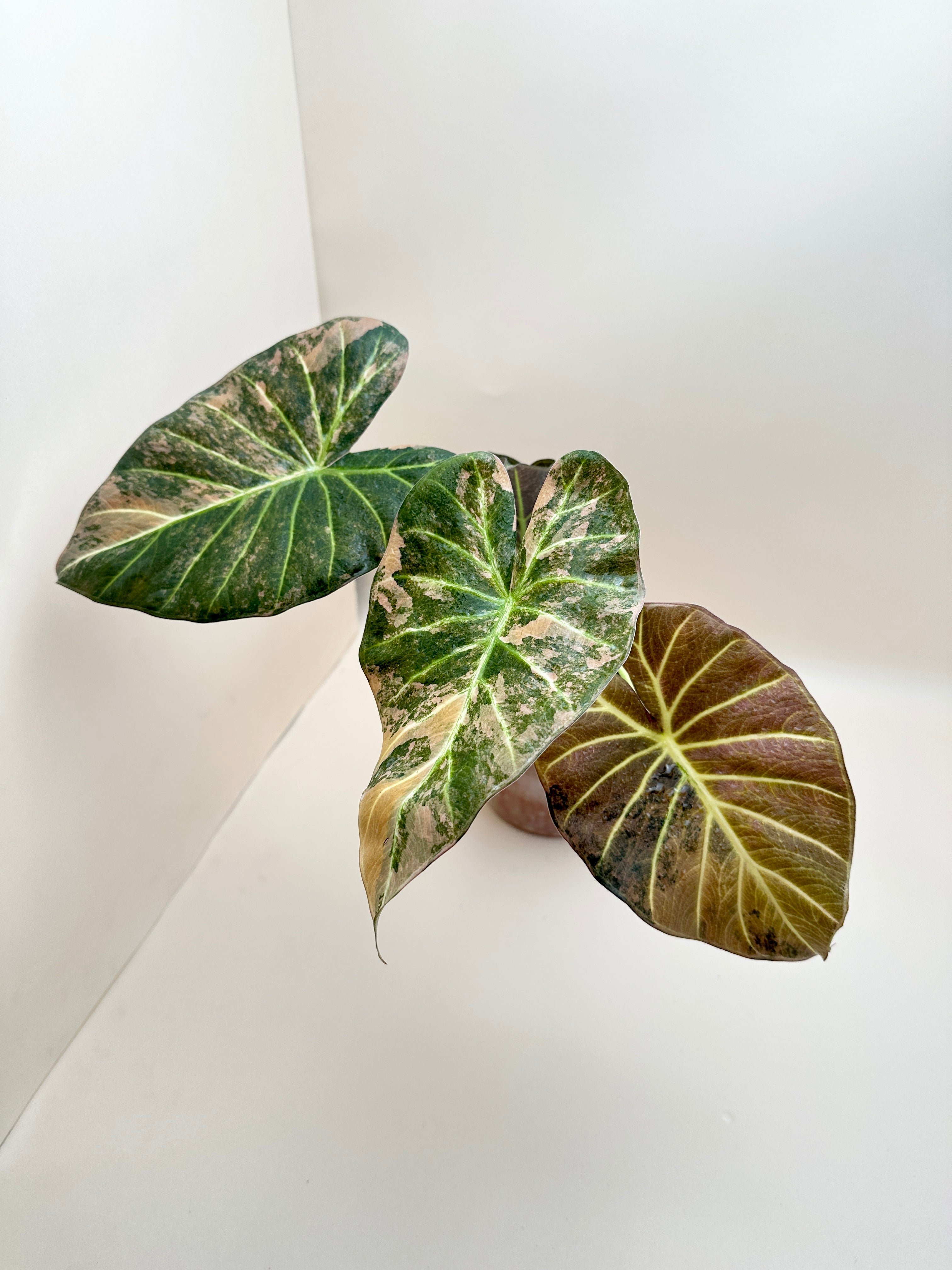 Alocasia Regale Shield Aurea Variegated Mother plant Rooted