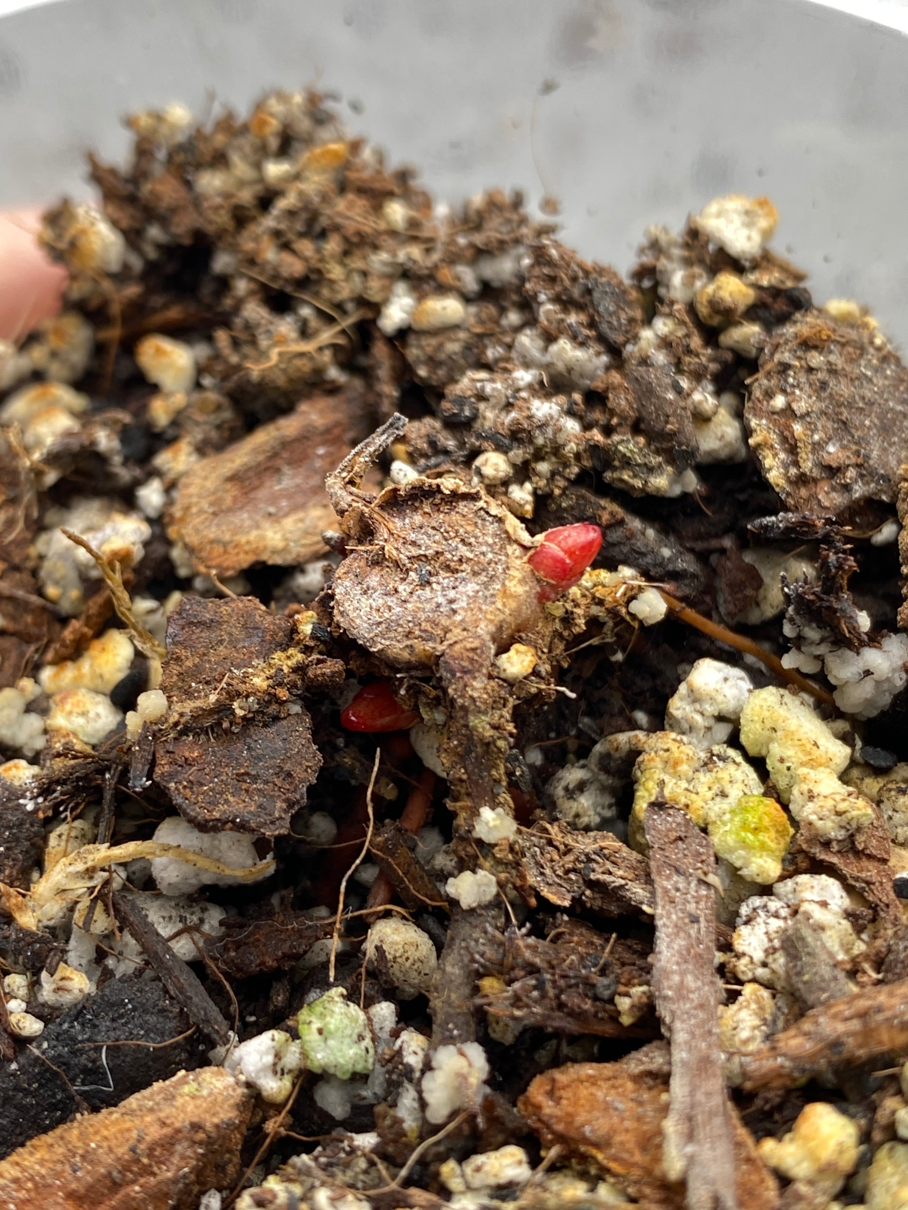 RESERVED for Samie: Philodendron Orange Marmalade node
