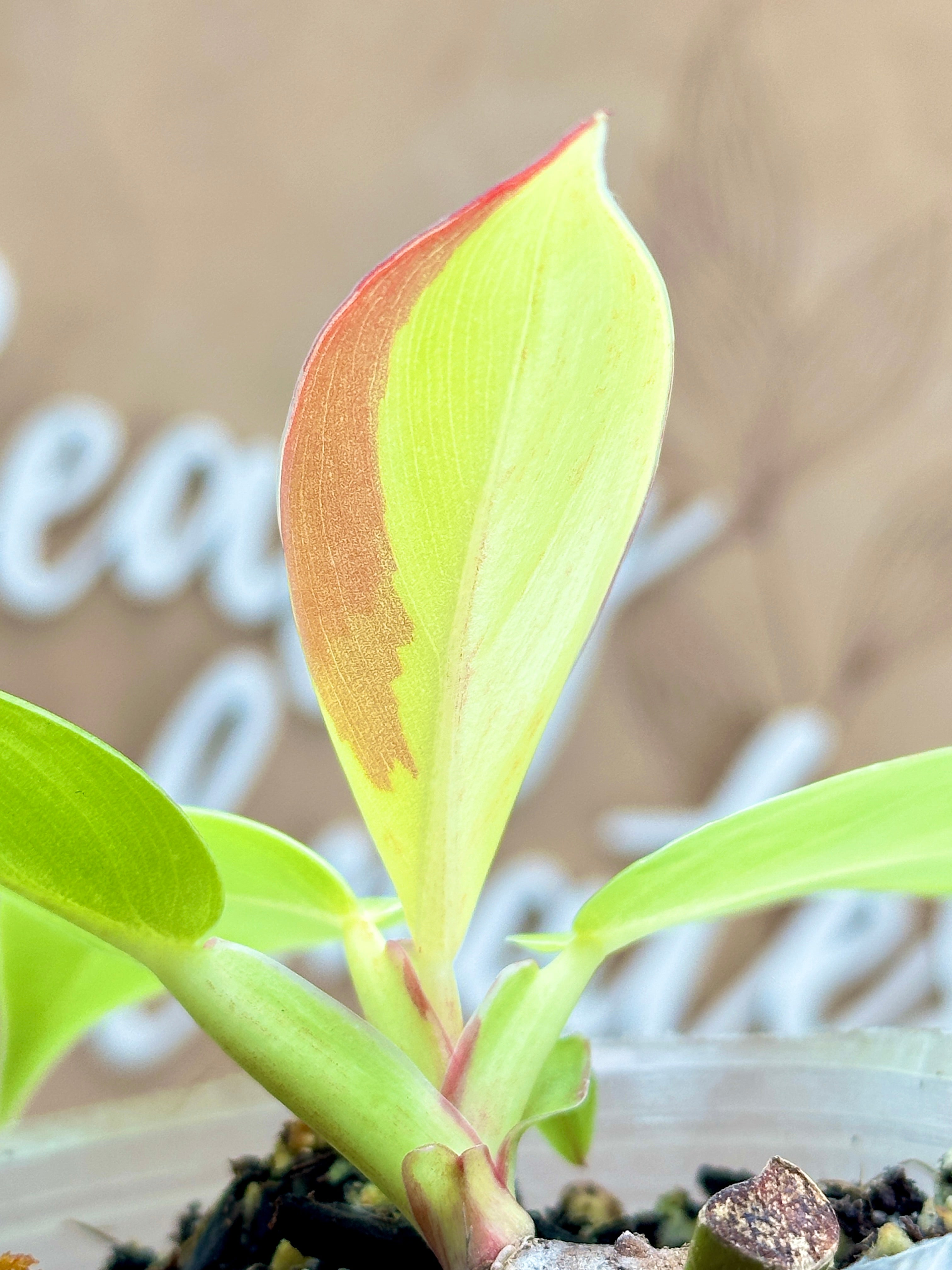 *Philodendron Prince of Orange Variegated multiple leaves 1 extra sprout (sectoral variegation)