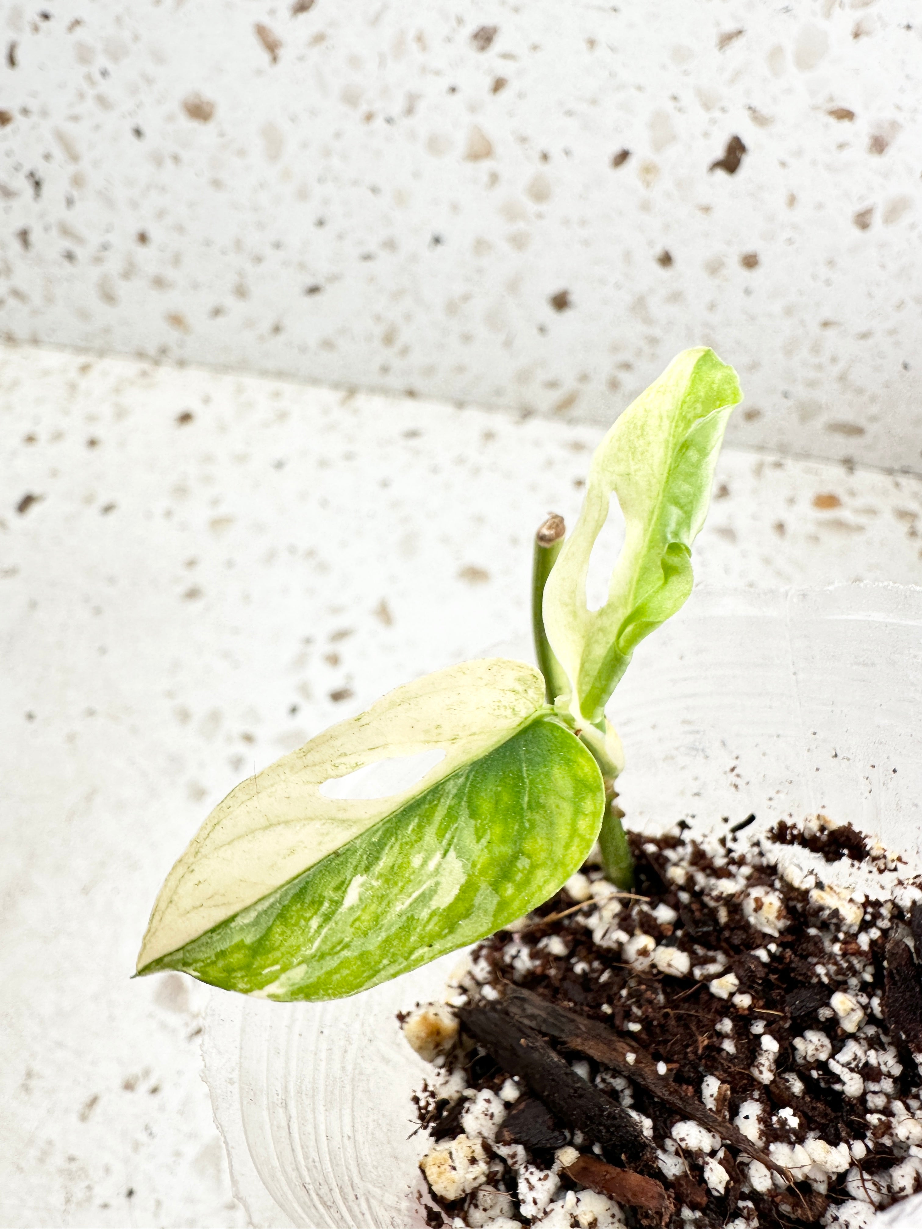 *Monstera Acuminata Variegated 2 leaves double node