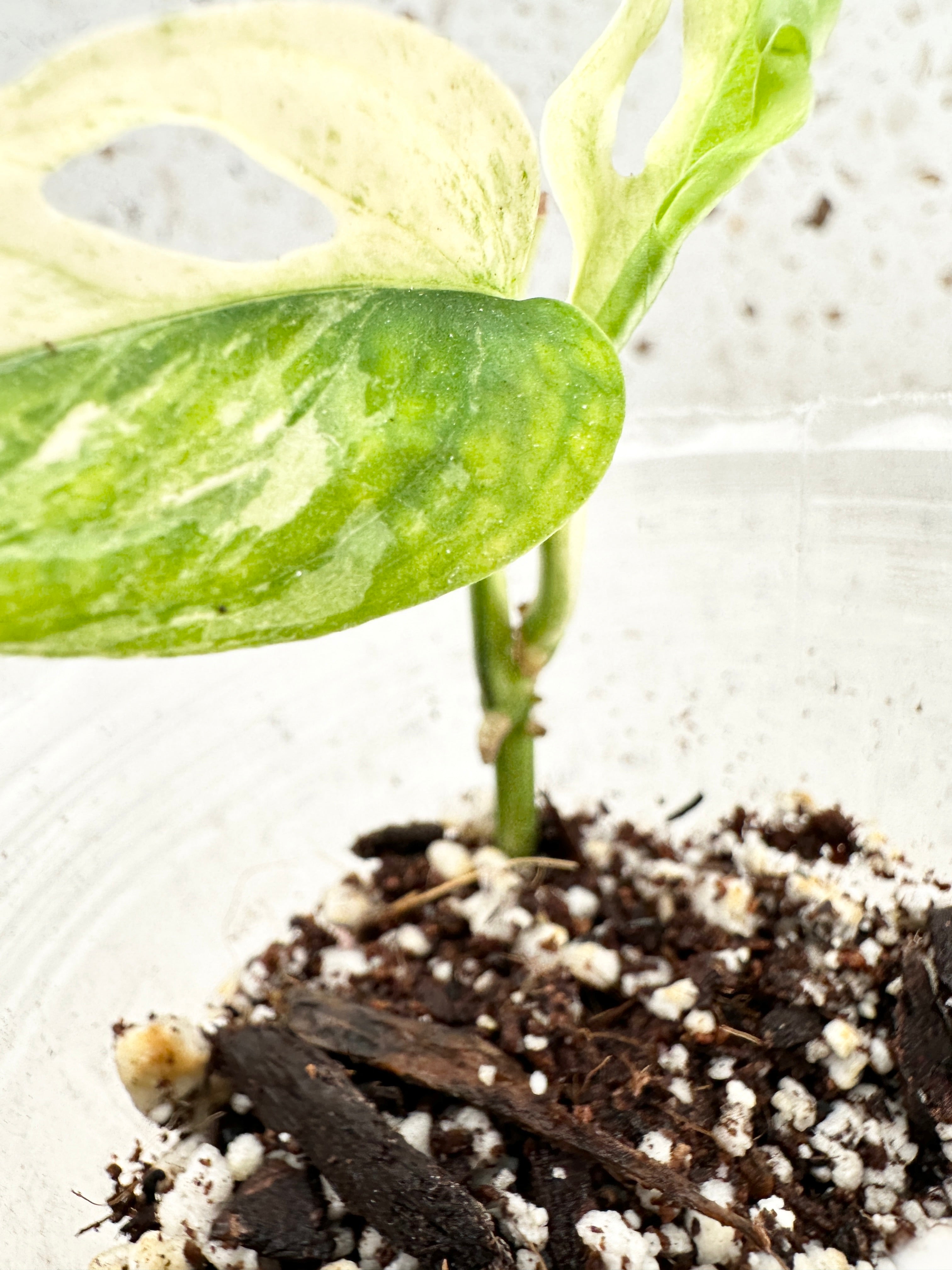 *Monstera Acuminata Variegated 2 leaves double node