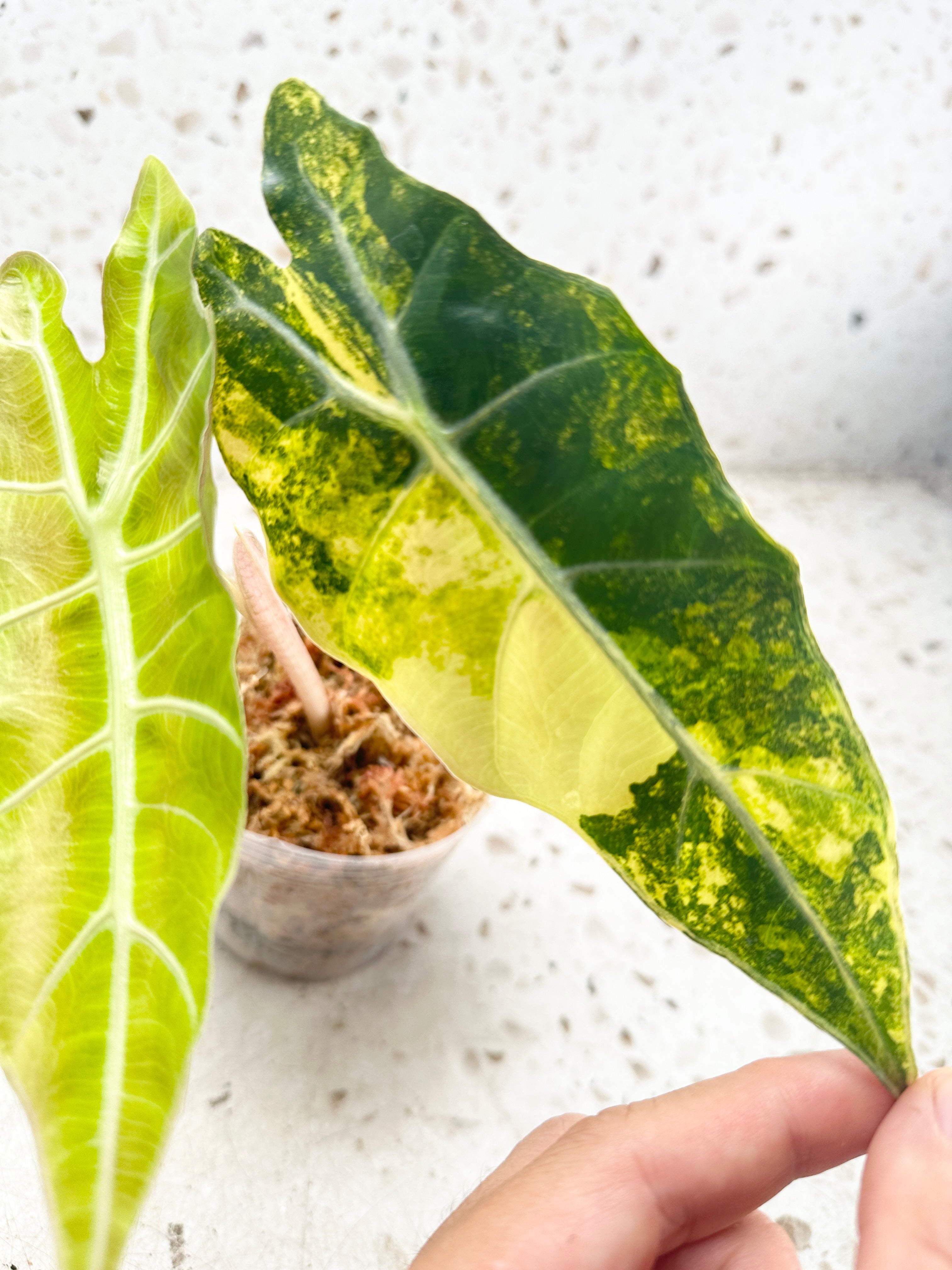 Unicorn: Alocasia Sanderiana Bull Aurea Variegated 2 leaves Top Cutting with 2 more sprout haven't harvested