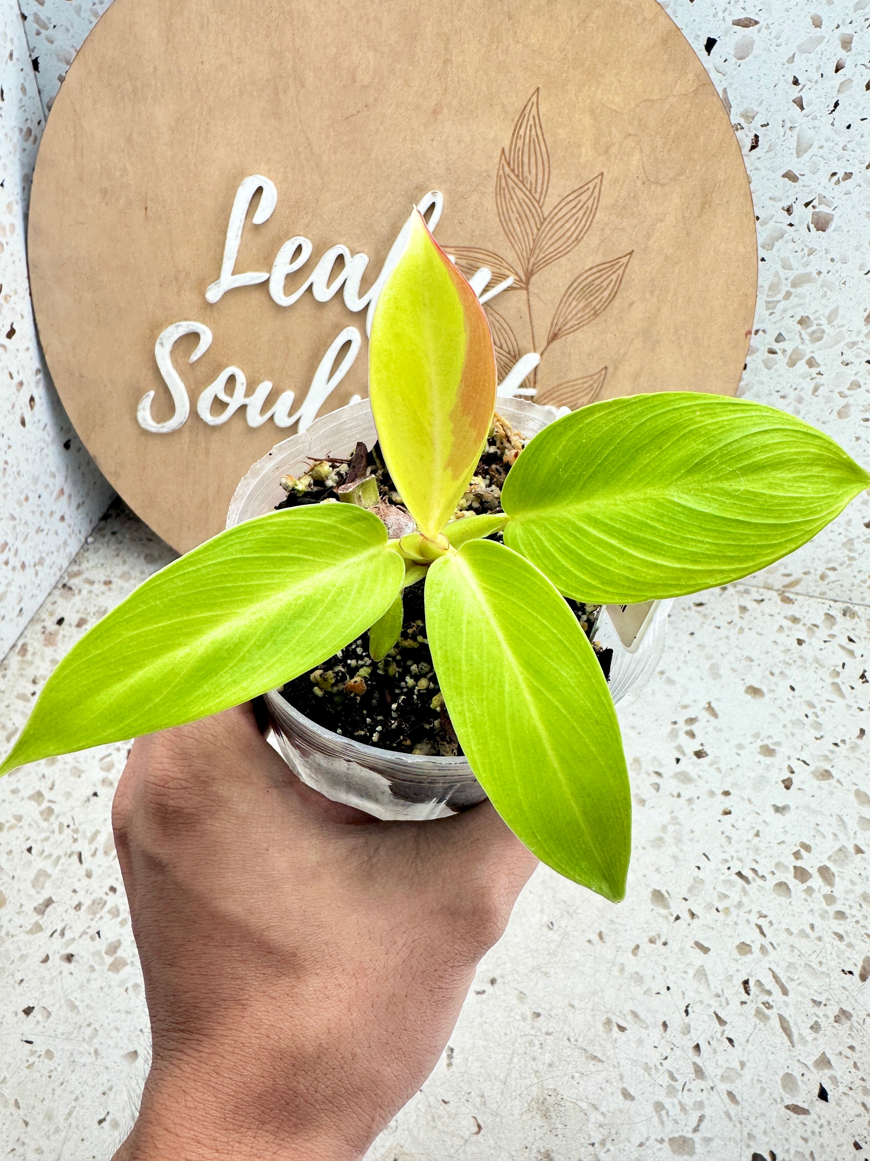 *Philodendron Prince of Orange Variegated multiple leaves 1 extra sprout (sectoral variegation)
