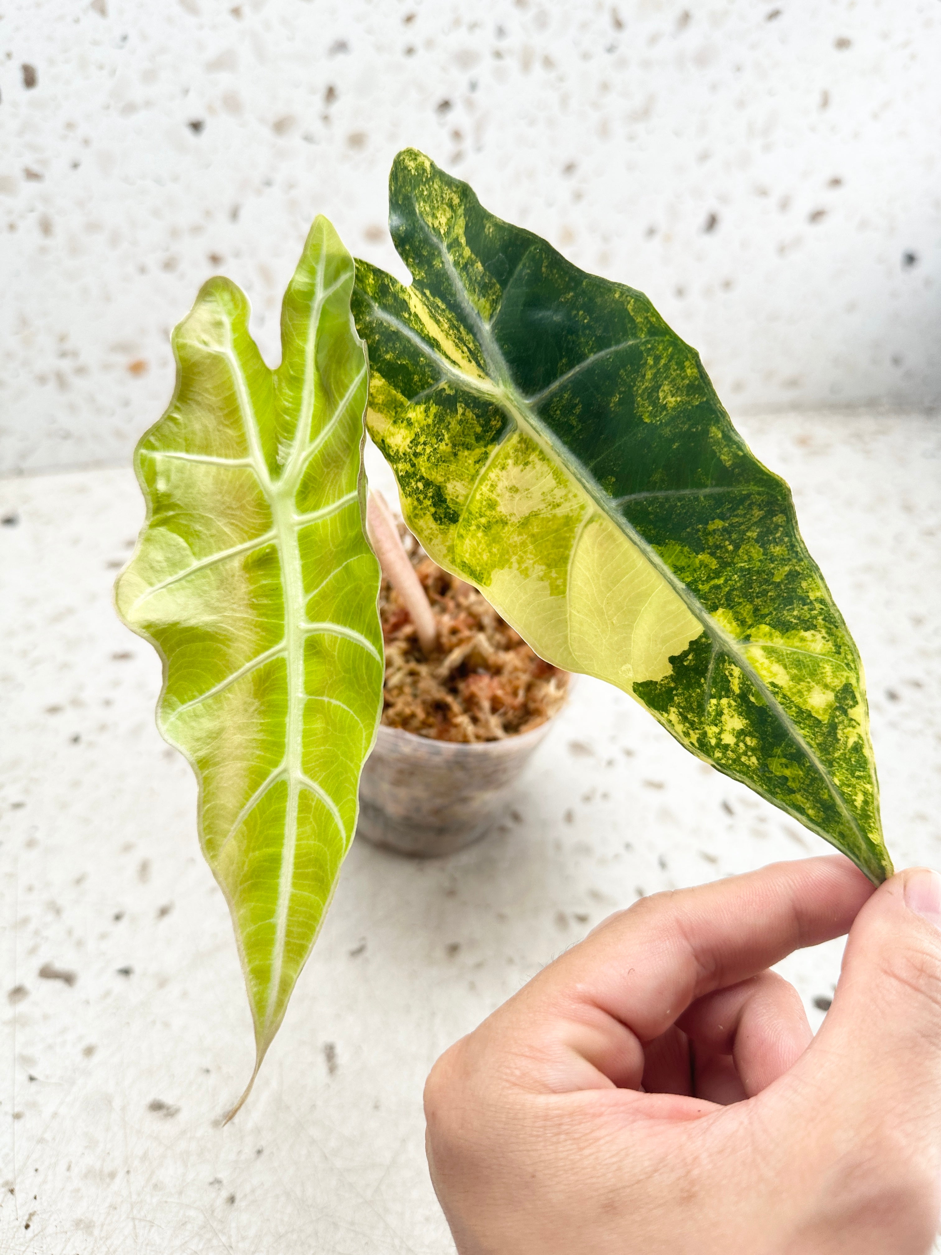 Unicorn: Alocasia Sanderiana Bull Aurea Variegated 2 leaves Top Cutting with 2 more sprout haven't harvested