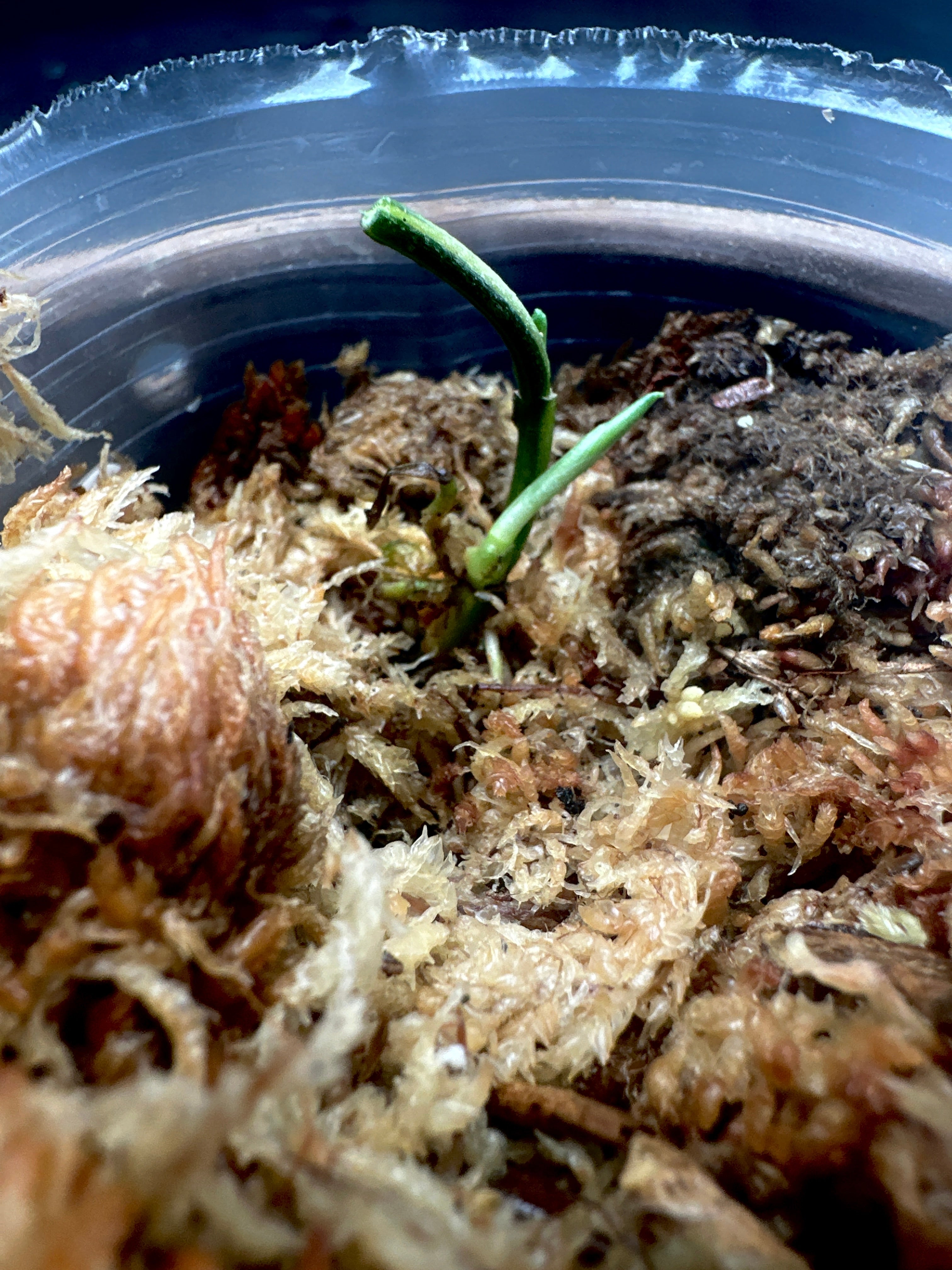 Scindapsus Apolaki Variegated node 2 sprouts