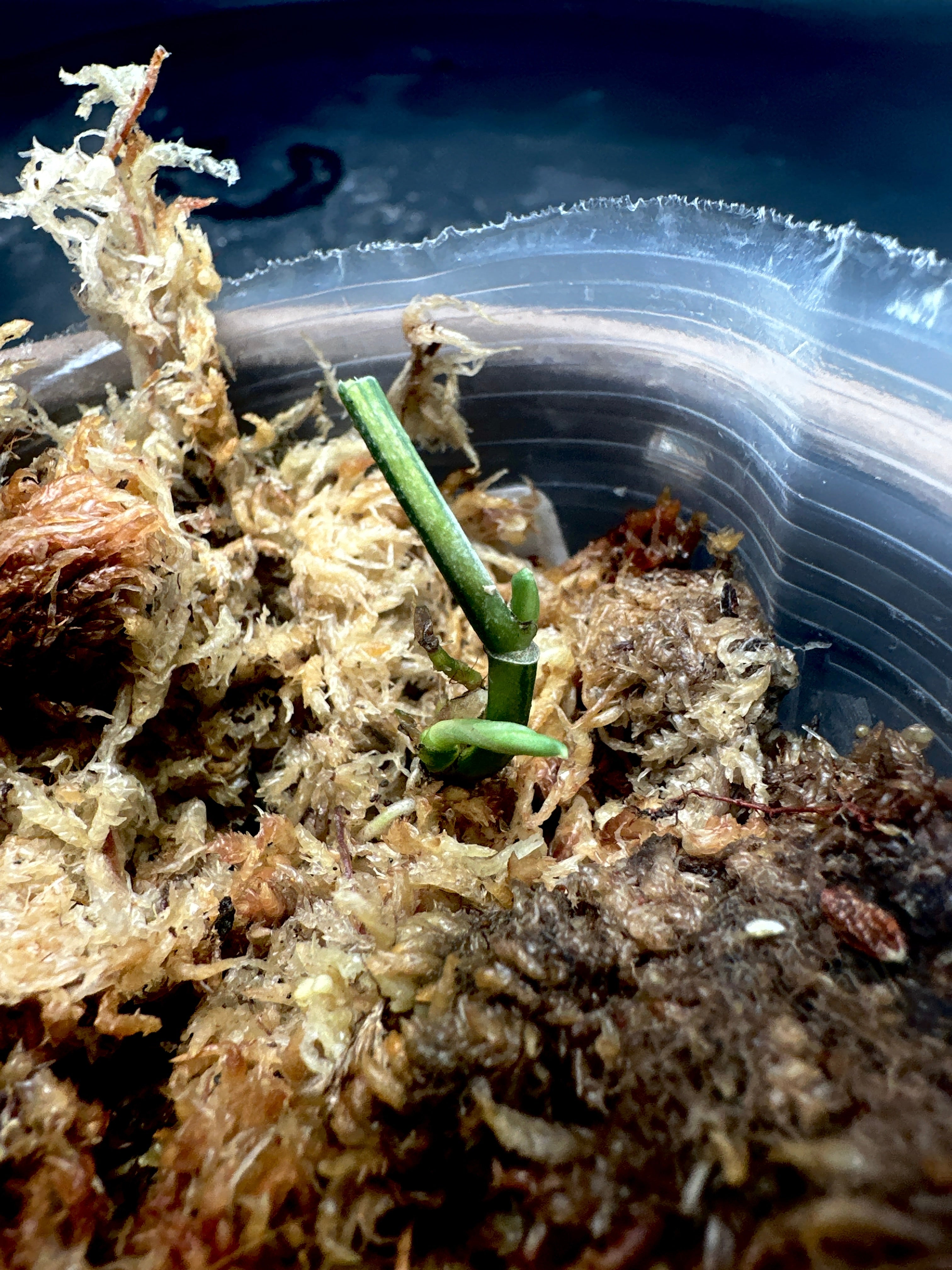 Scindapsus Apolaki Variegated node 2 sprouts