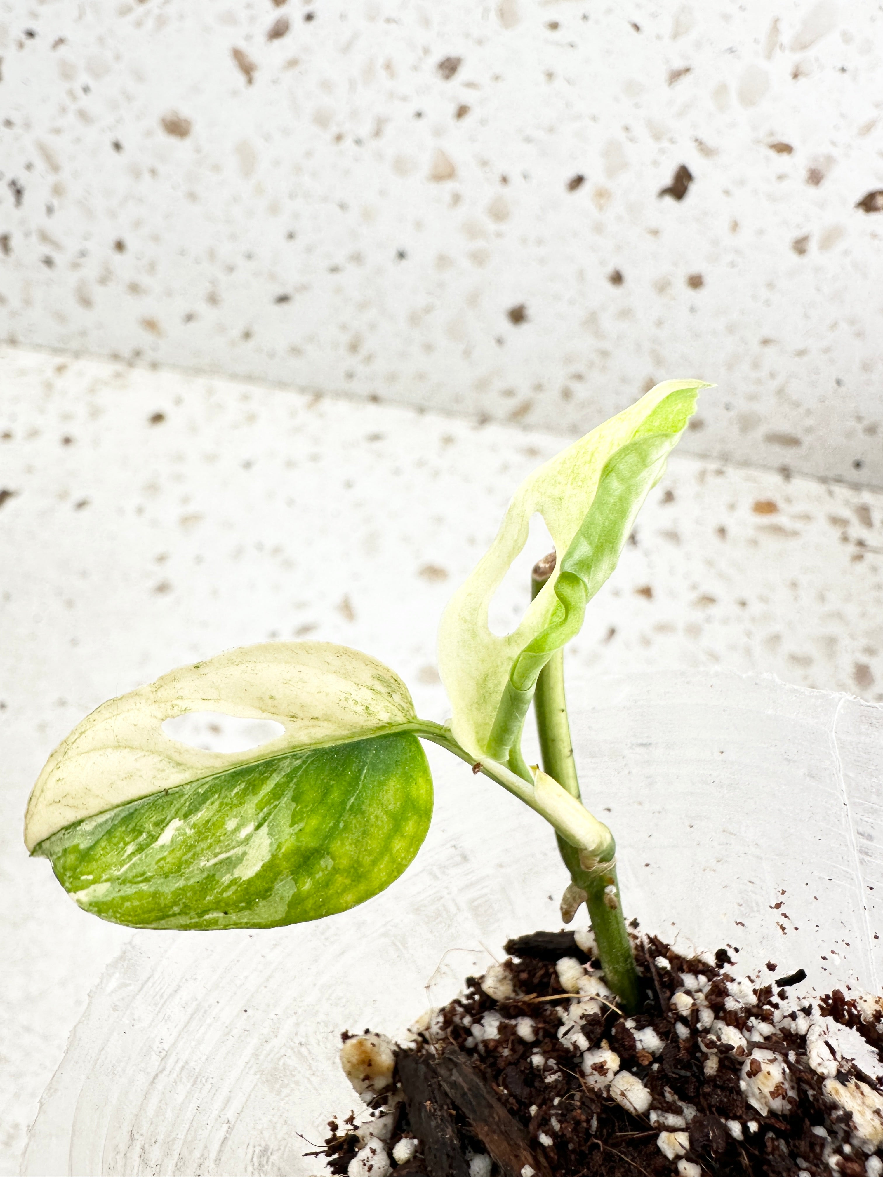 *Monstera Acuminata Variegated 2 leaves double node