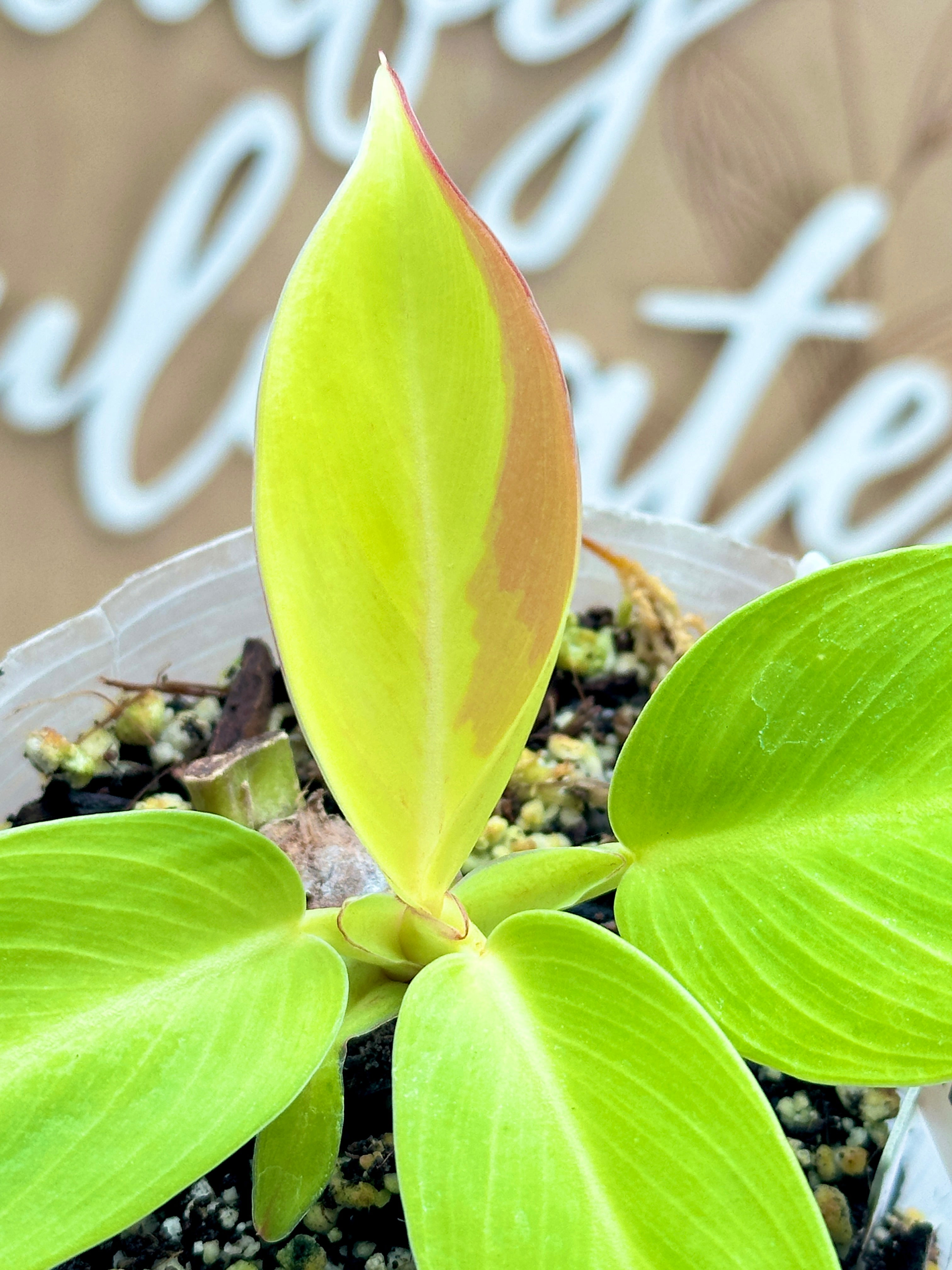 *Philodendron Prince of Orange Variegated multiple leaves 1 extra sprout (sectoral variegation)
