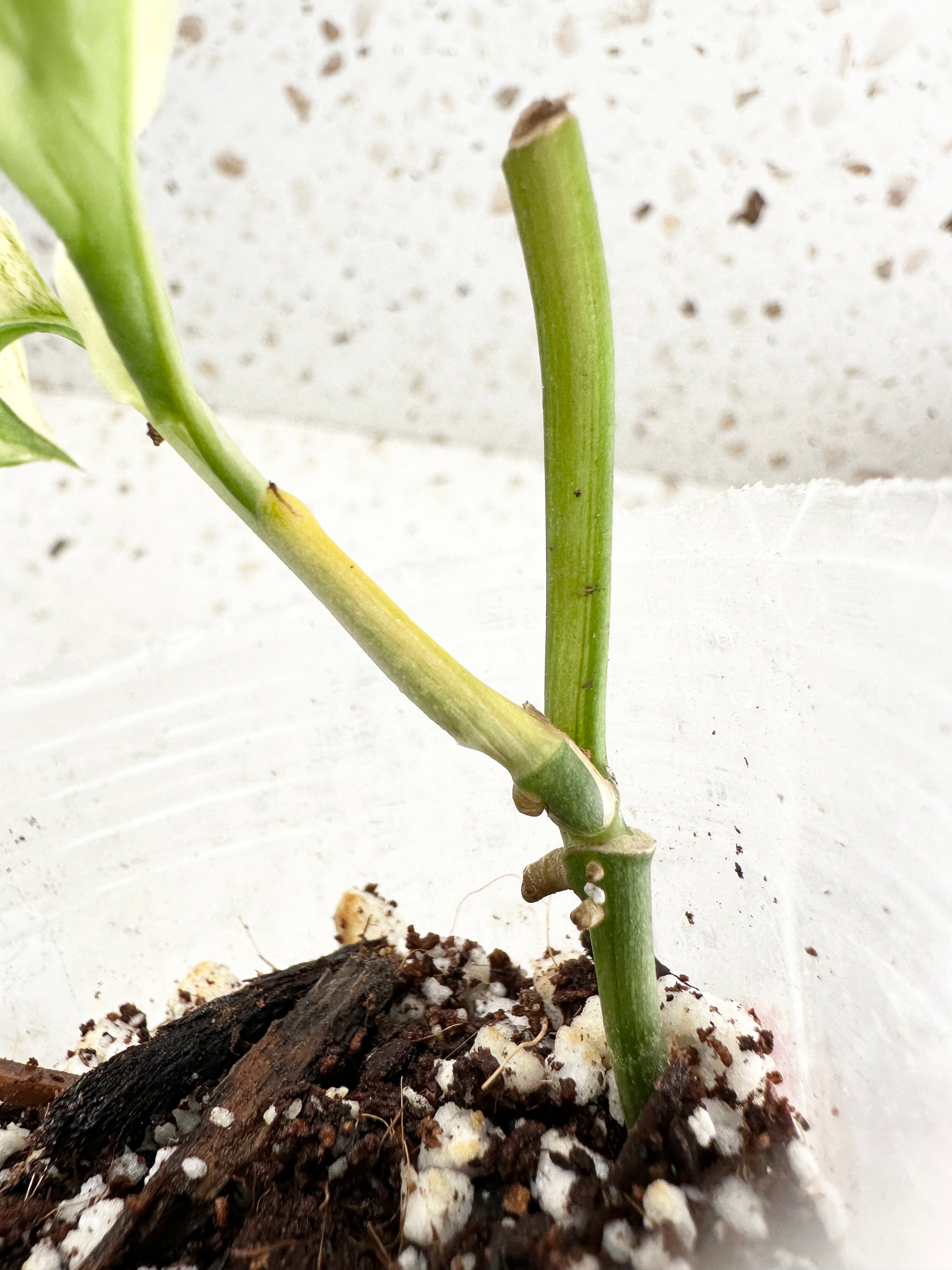 *Monstera Acuminata Variegated 2 leaves double node