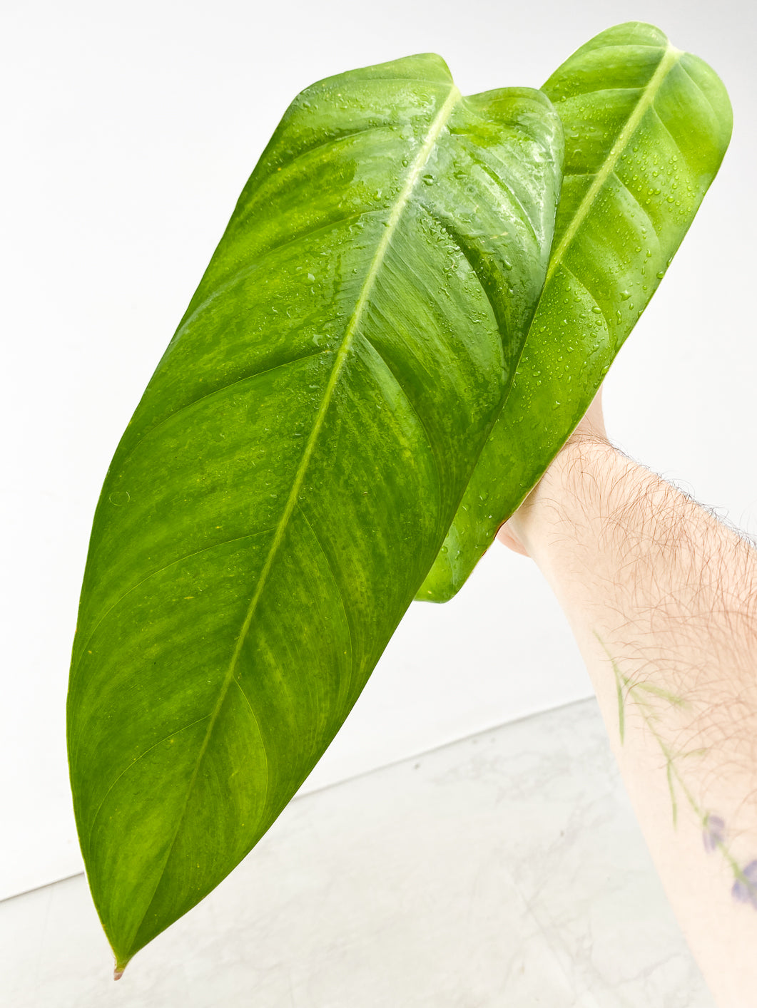 Combo Deal! Philodendron Green Sky Hort and Philodendron Sodiroi True Form node