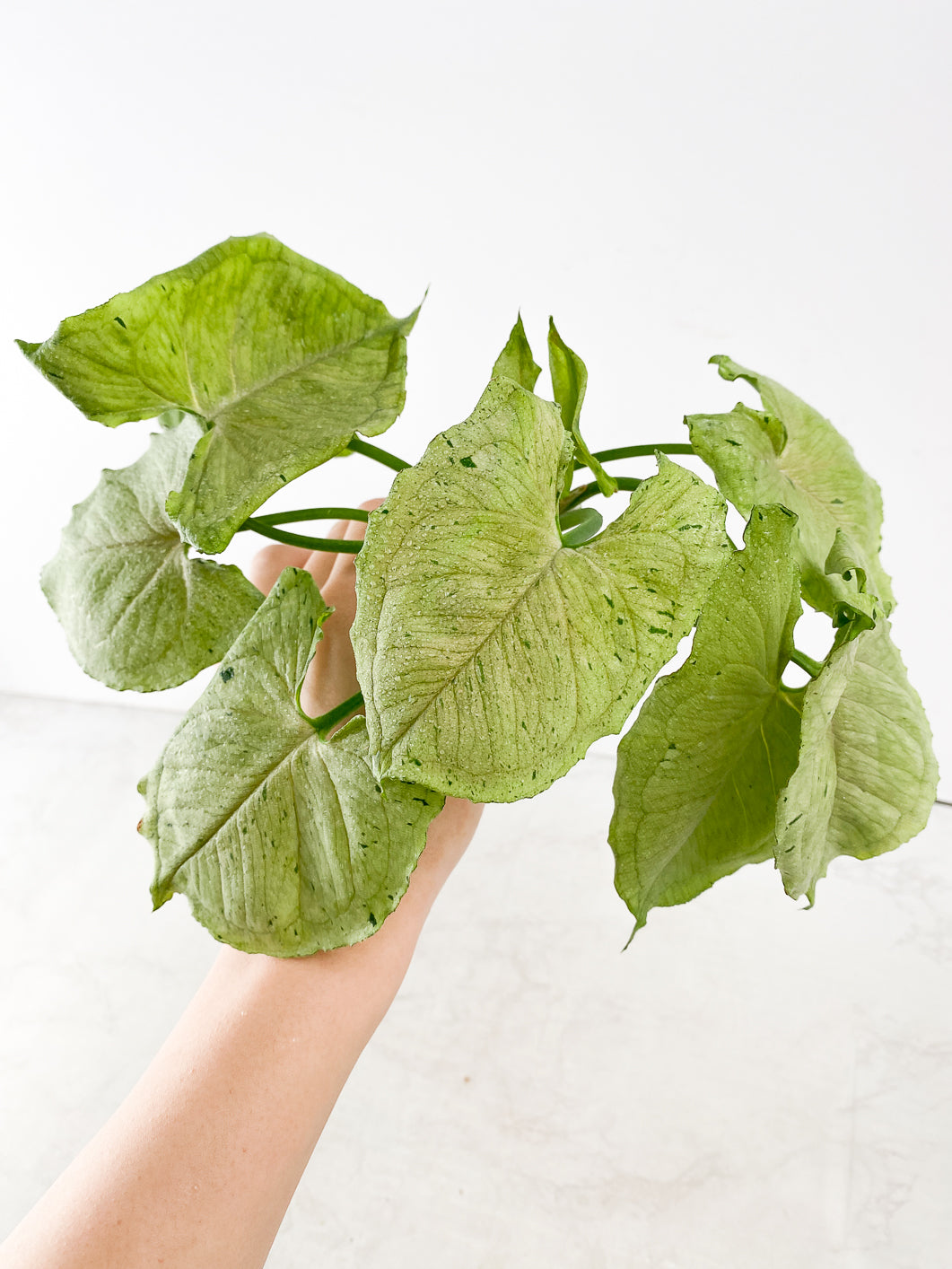COMBO DEAL: Syngonium Red Spot Tricolor, Syngonium Aurea and Syngonium Green Splash nodes