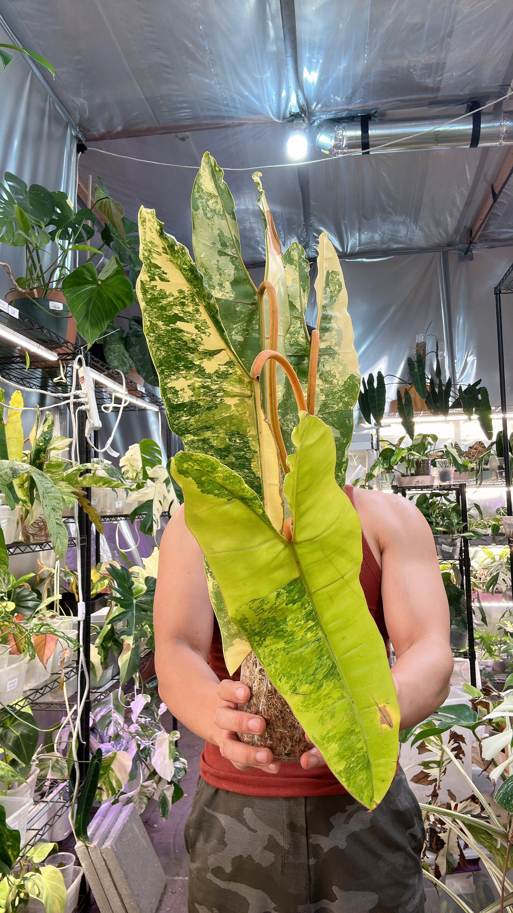 Unicorn: Philodendron Billietiae Variegated 5 big leaves Highly Variegated (Rooting)