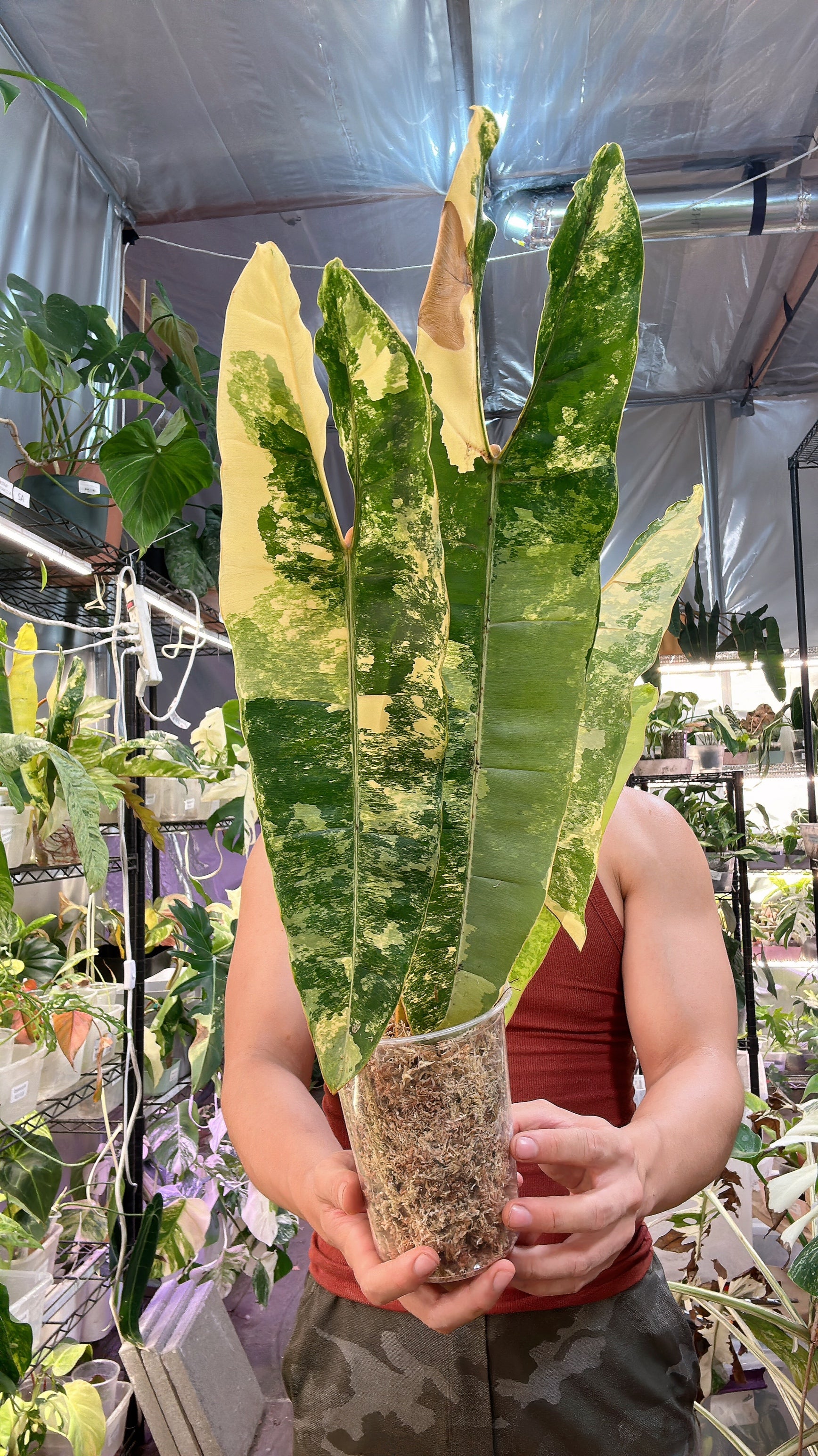 Unicorn: Philodendron Billietiae Variegated 5 big leaves Highly Variegated (Rooting)