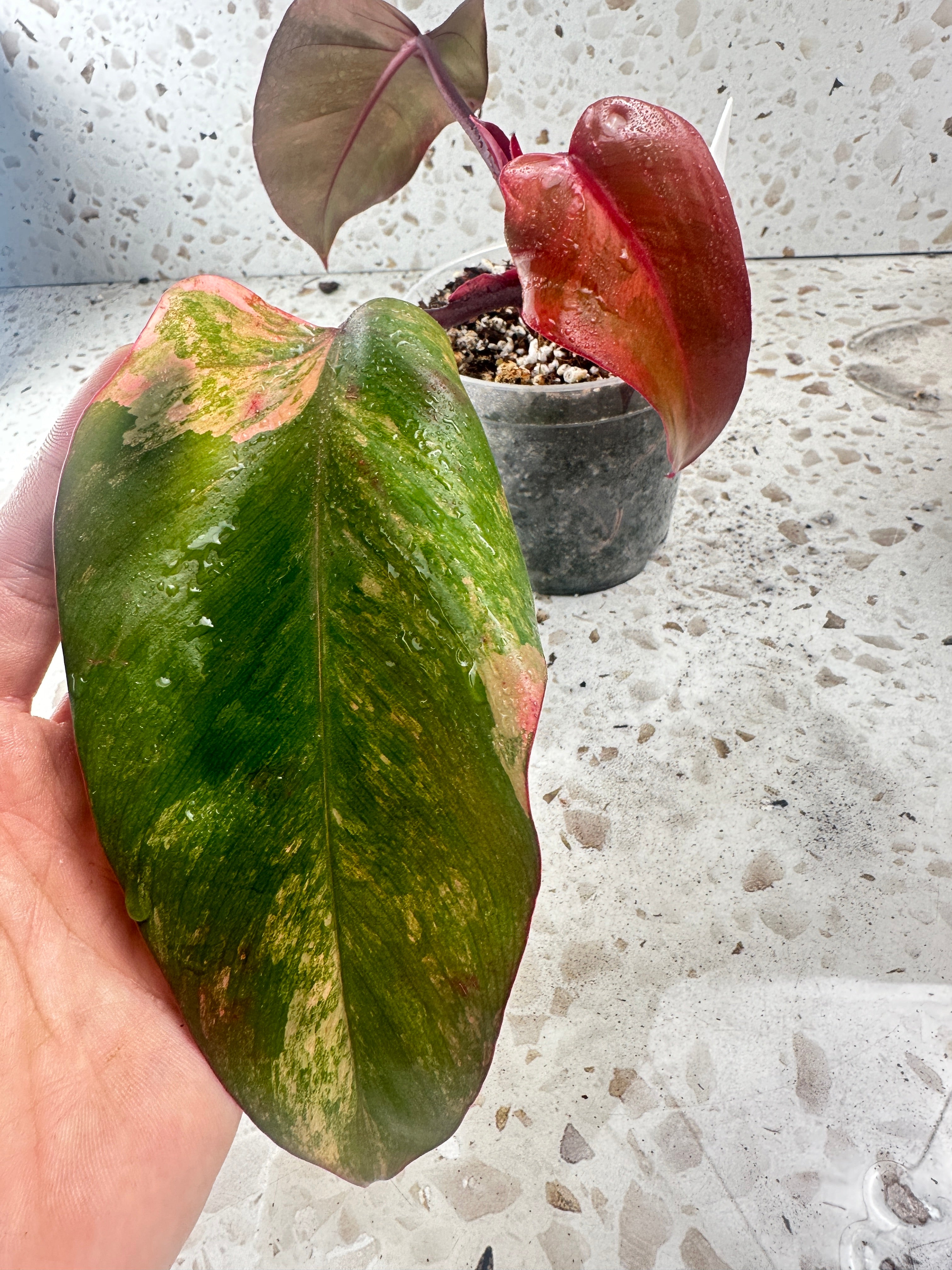 Philodendron strawberry shake