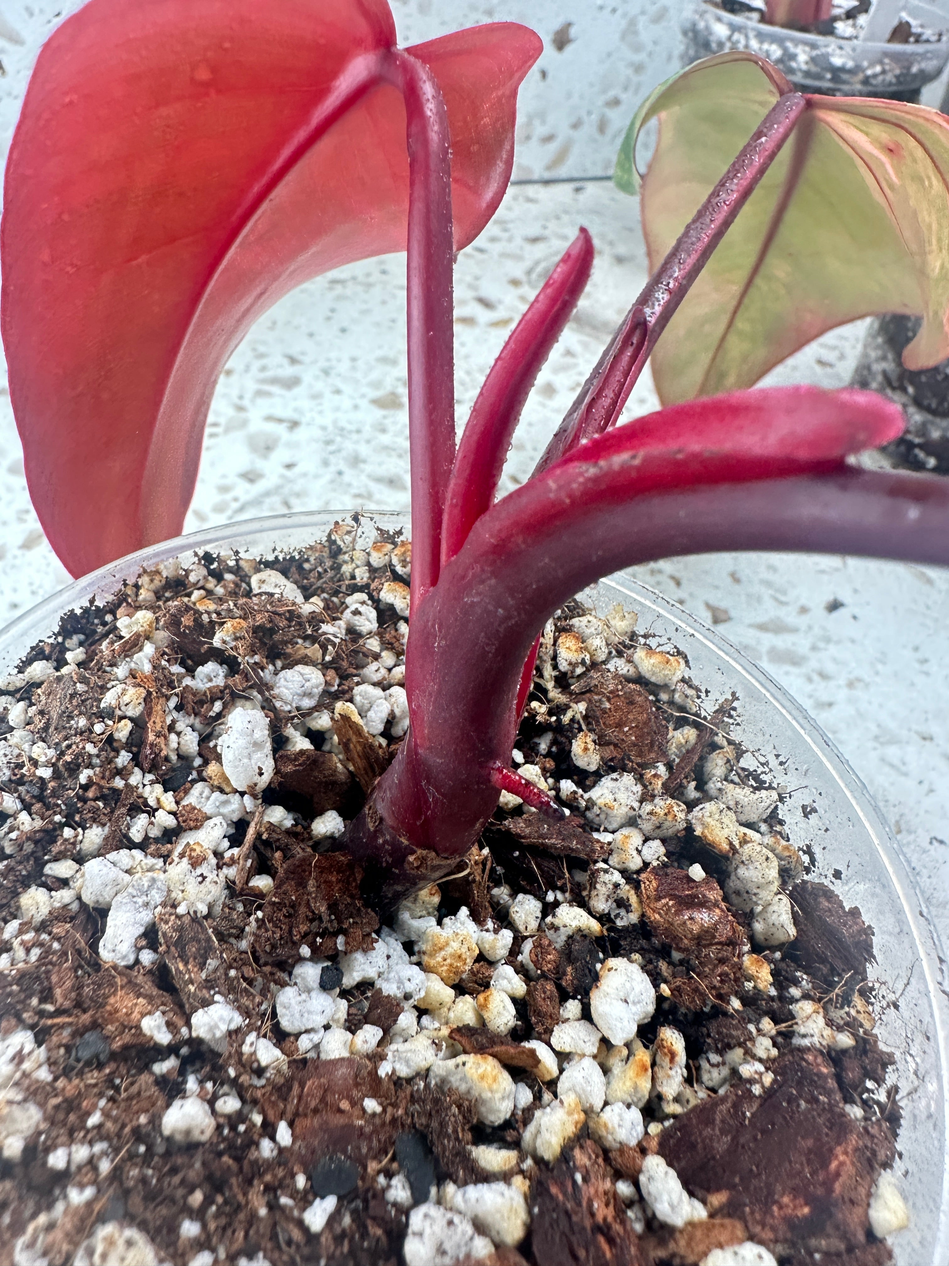 Philodendron strawberry shake