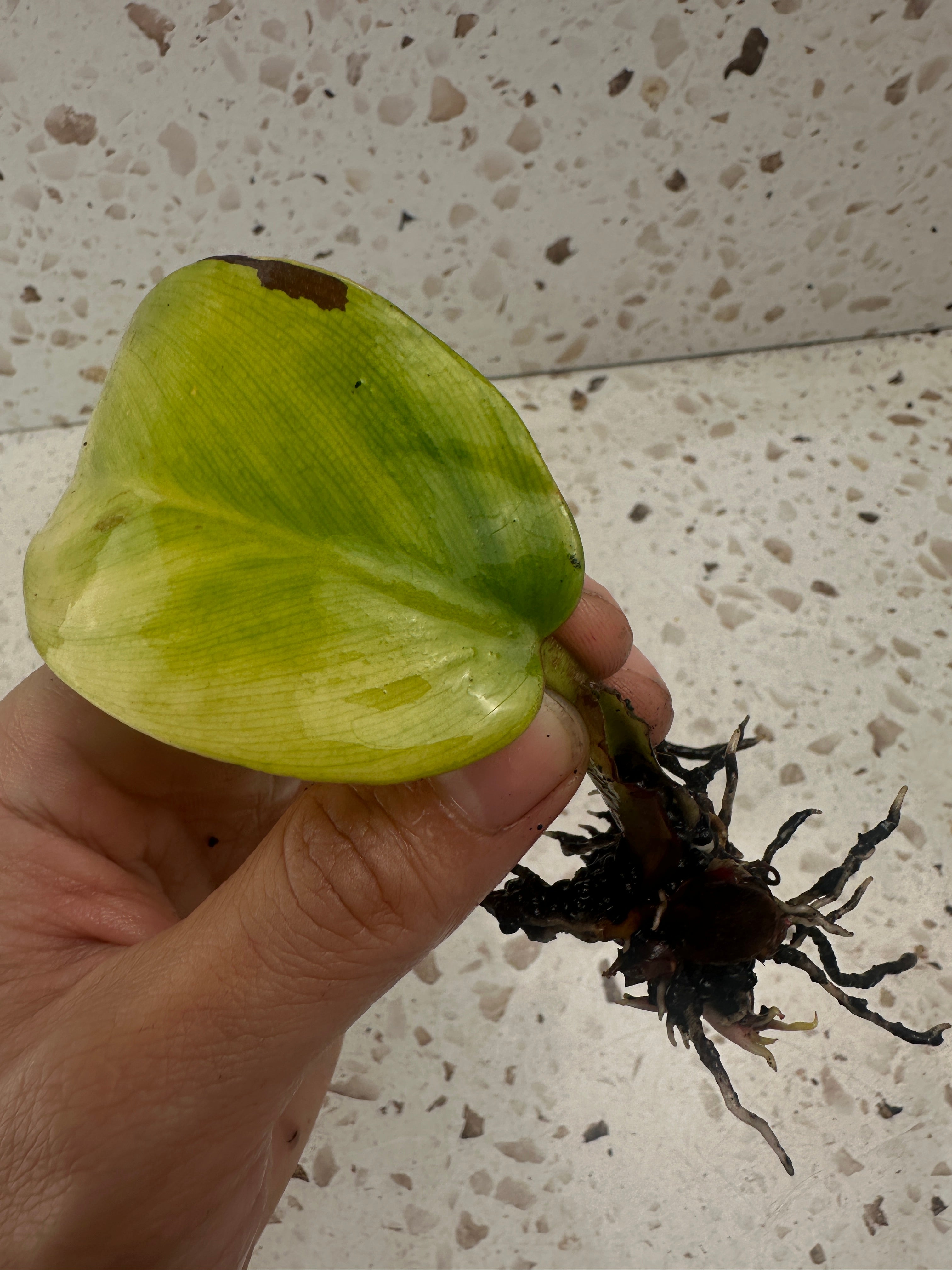 Philodendron Red moon