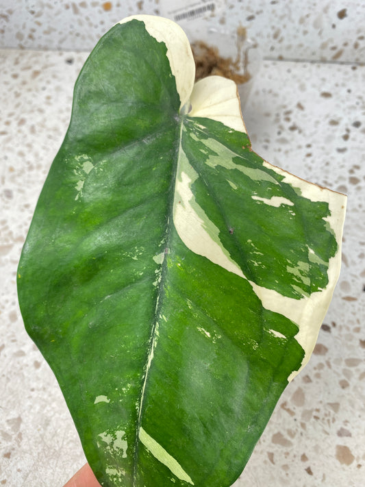 Syngopnium Chiapense Variegated  1 leaf