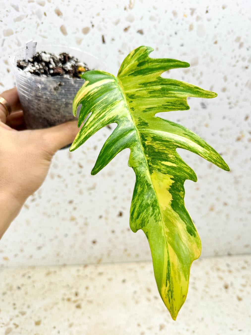 Philodendron Florida Beauty x Tortum Variegated with 2nd express shipping for Jeannine