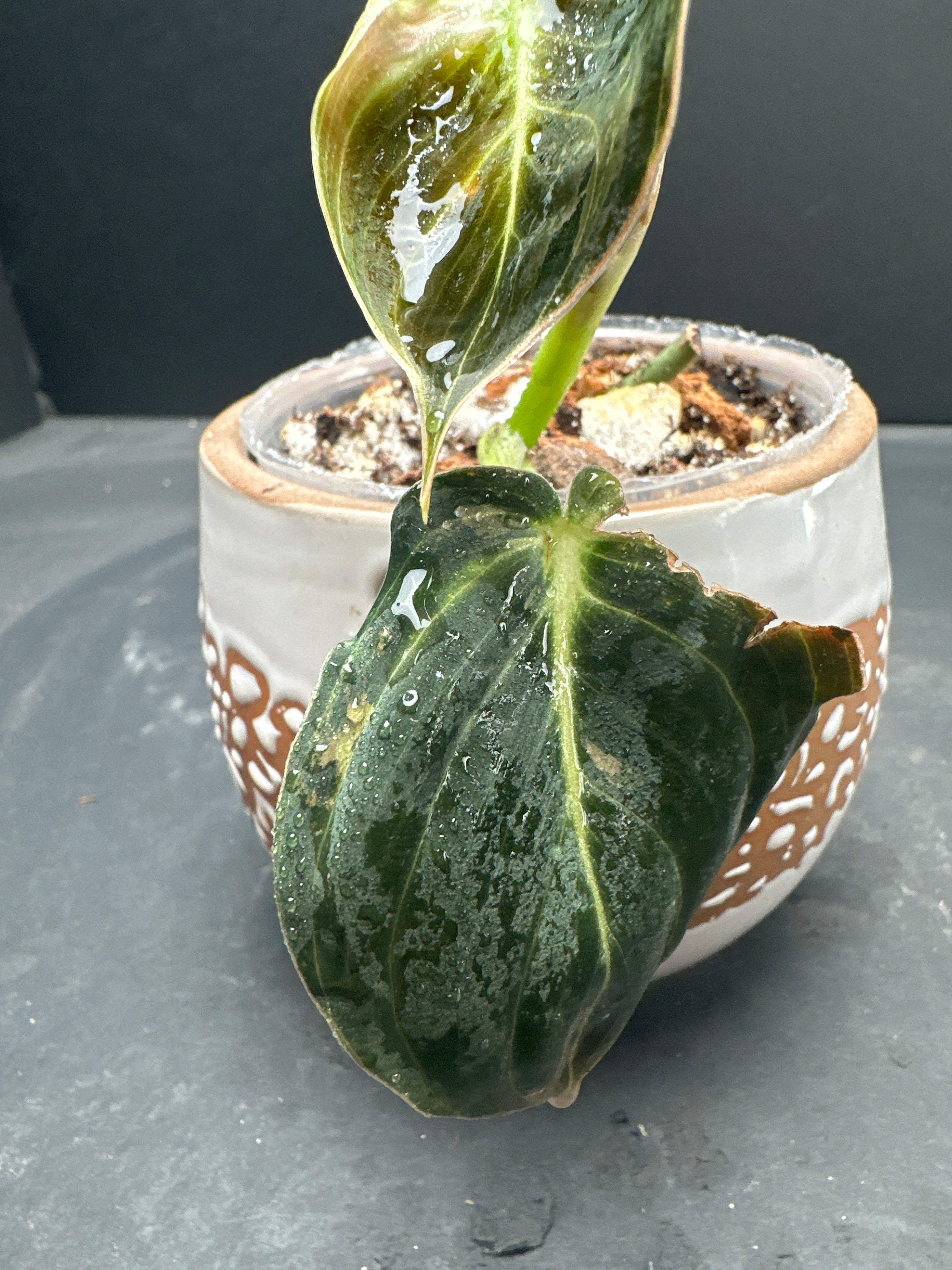 Philodendron Melanochrysum variegated 2 leaves 3 nodes