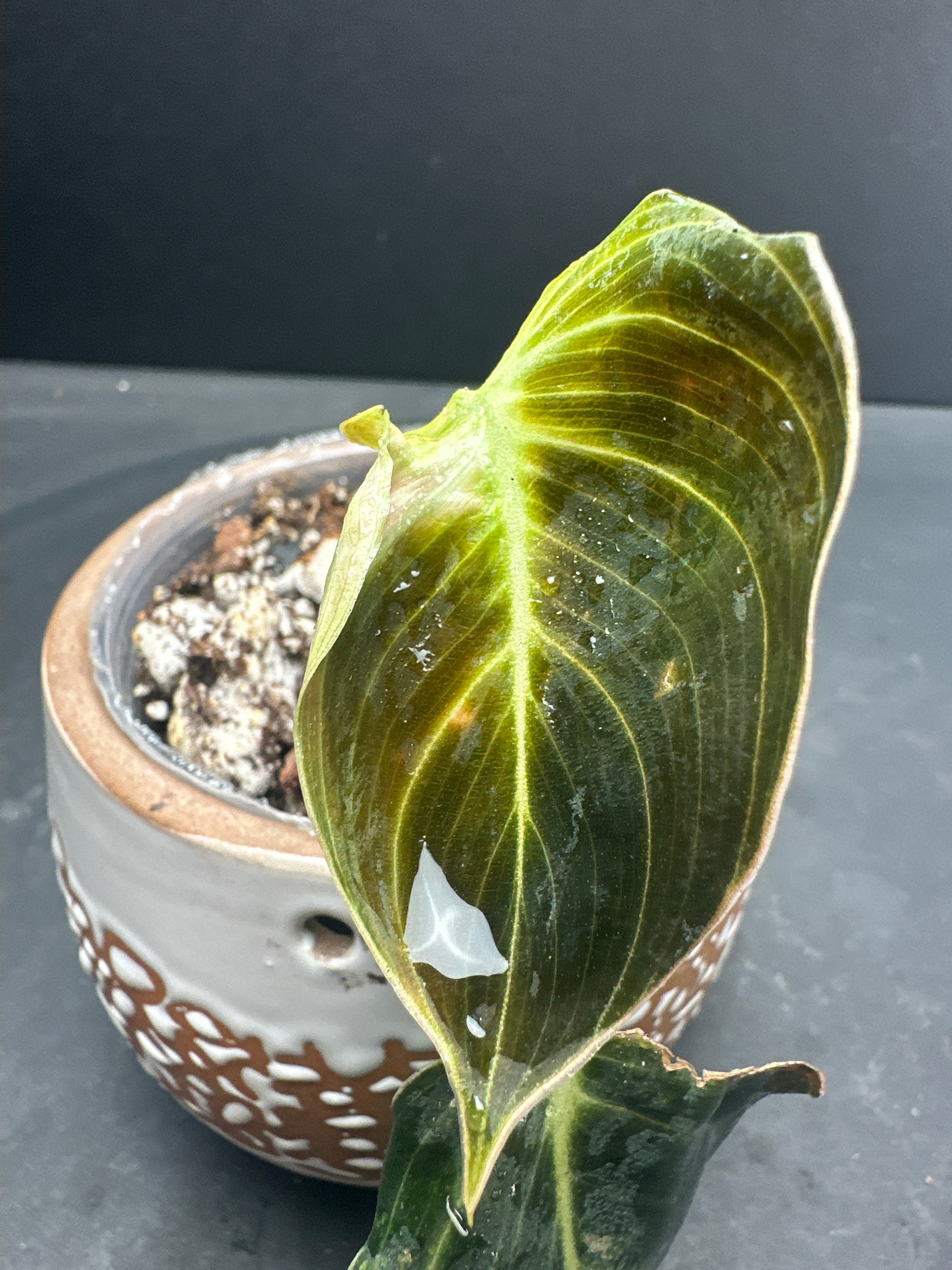 Philodendron Melanochrysum variegated 2 leaves 3 nodes