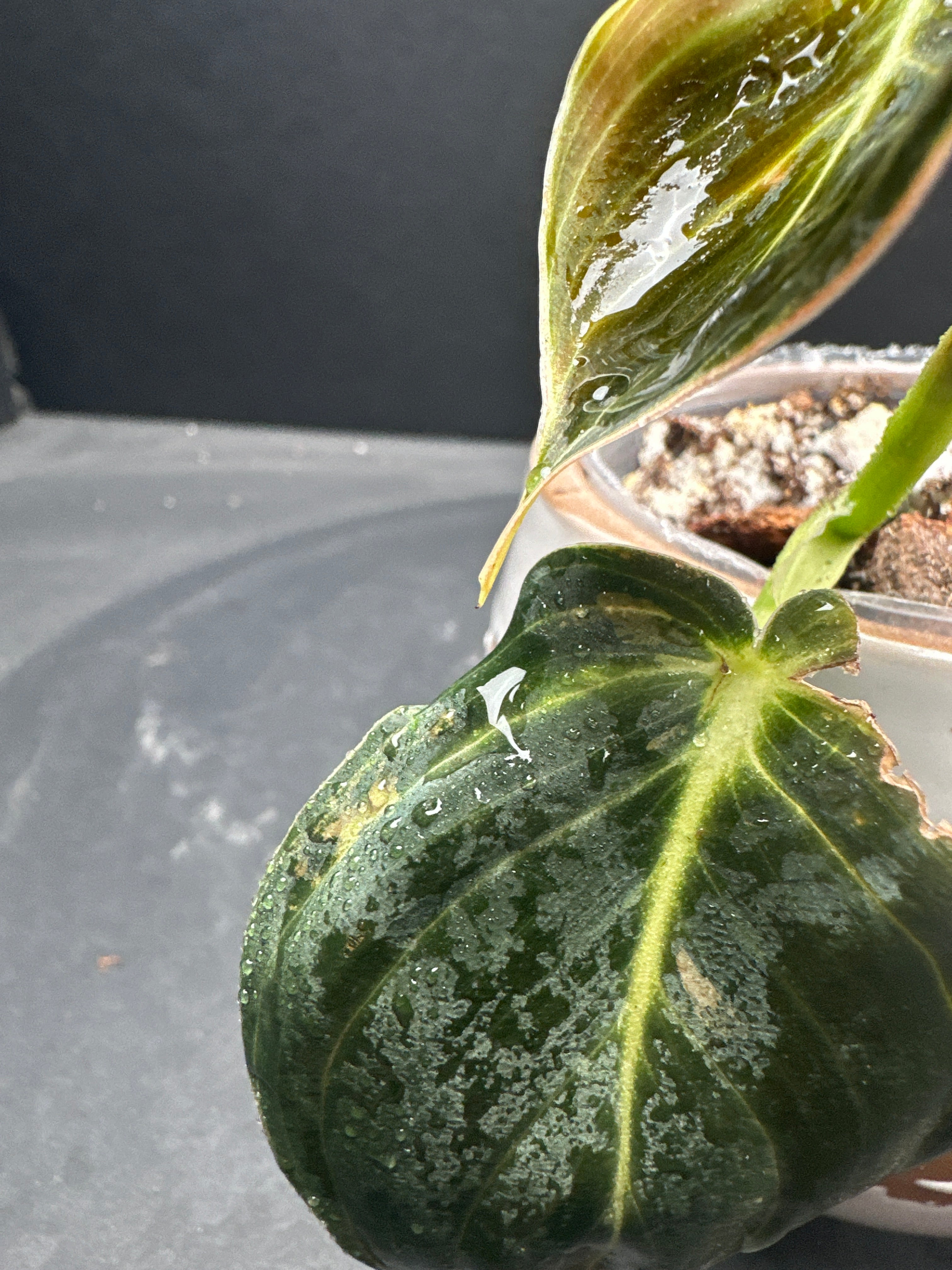 Philodendron Melanochrysum variegated 2 leaves 3 nodes