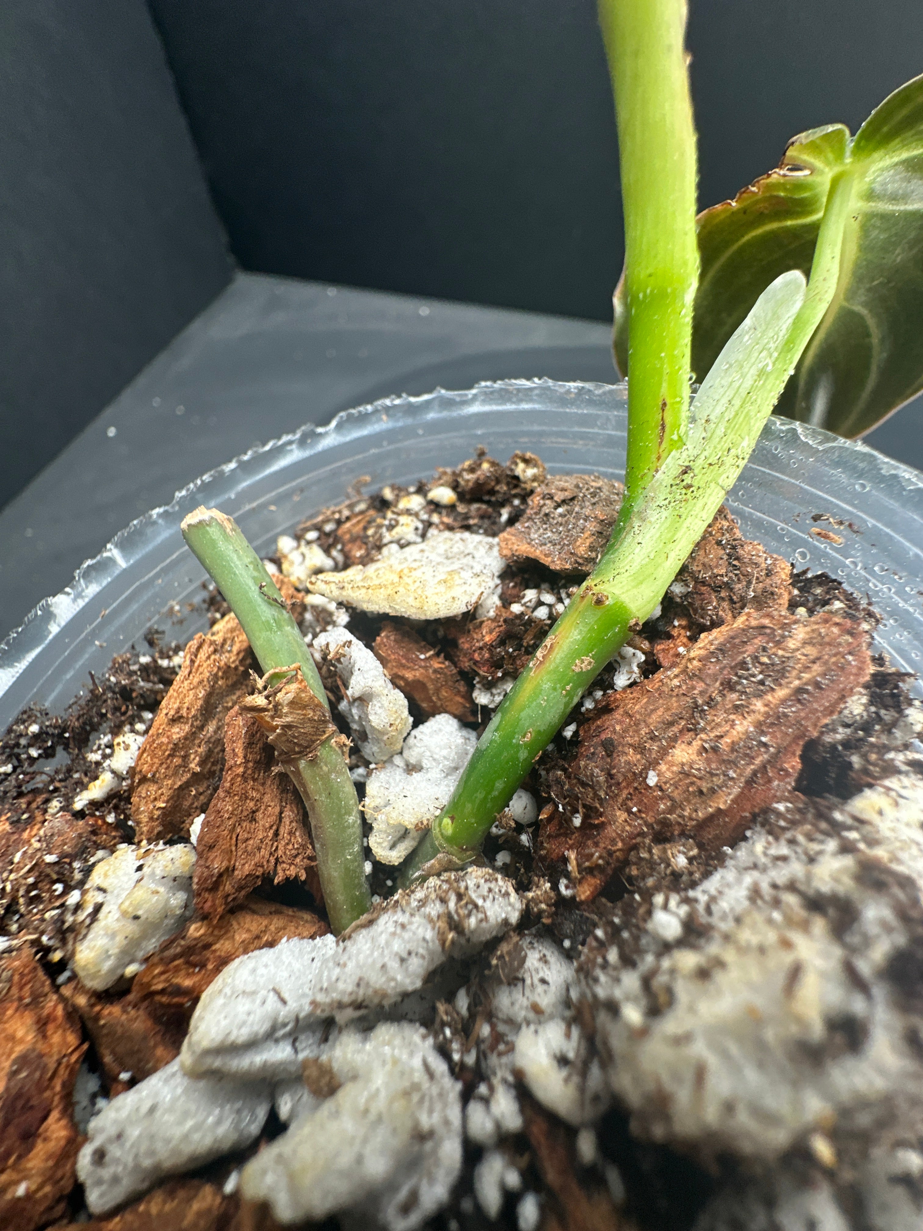 Philodendron Melanochrysum variegated 2 leaves 3 nodes