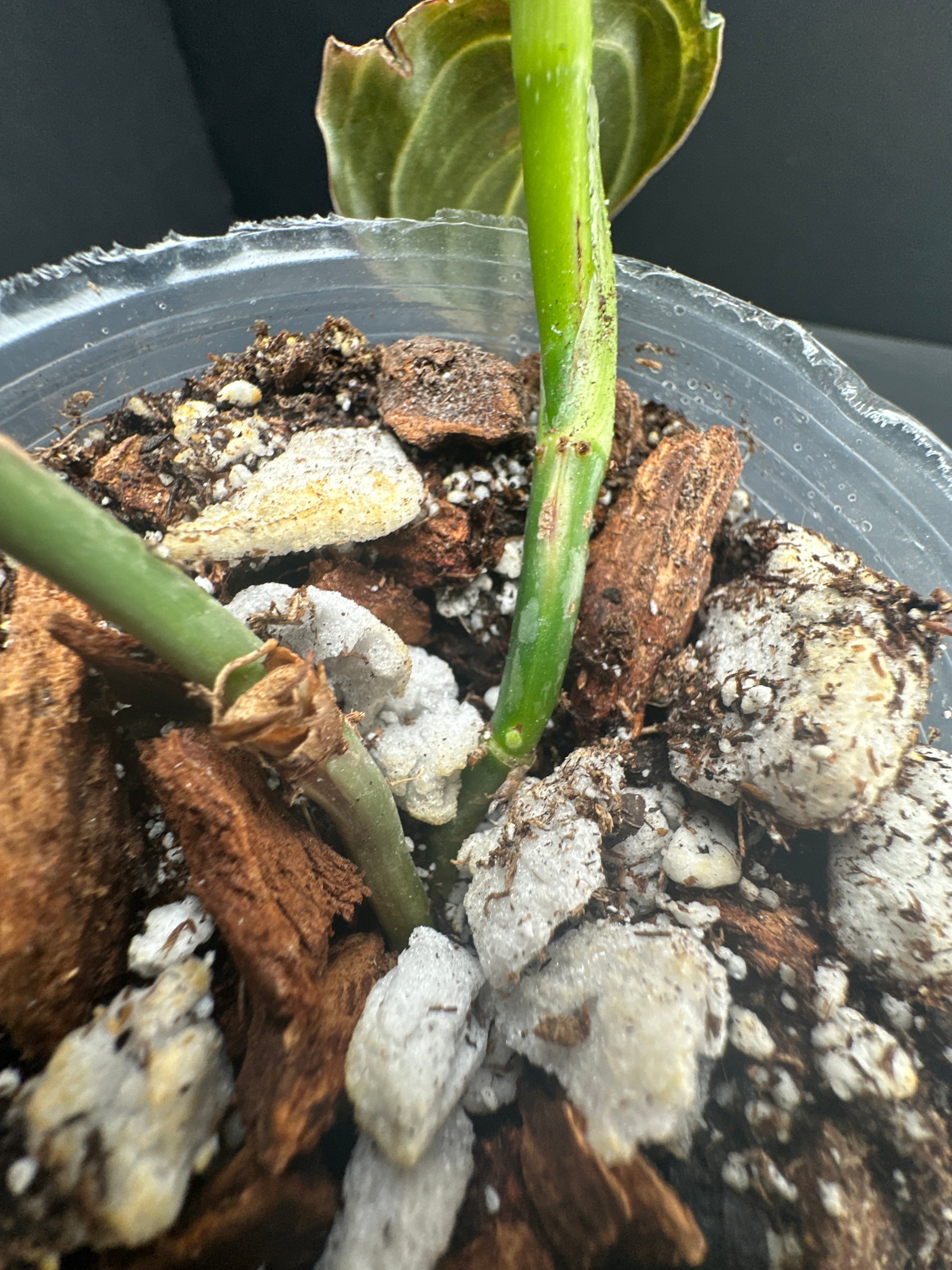Philodendron Melanochrysum variegated 2 leaves 3 nodes